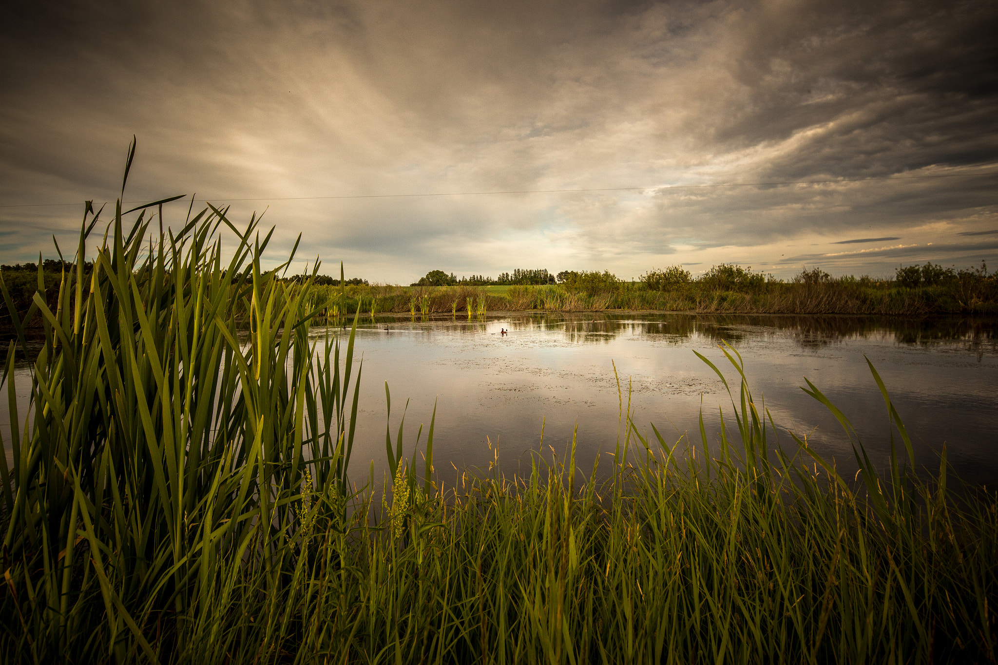Canon EOS 650D (EOS Rebel T4i / EOS Kiss X6i) sample photo. Ducks on a pond photography