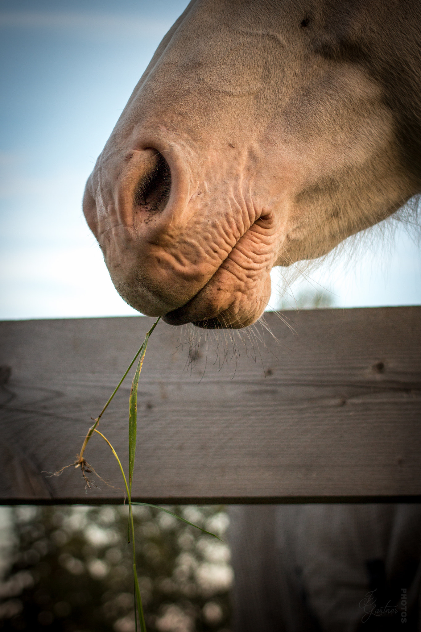 Canon EF 40mm F2.8 STM sample photo. Grass in mouth photography