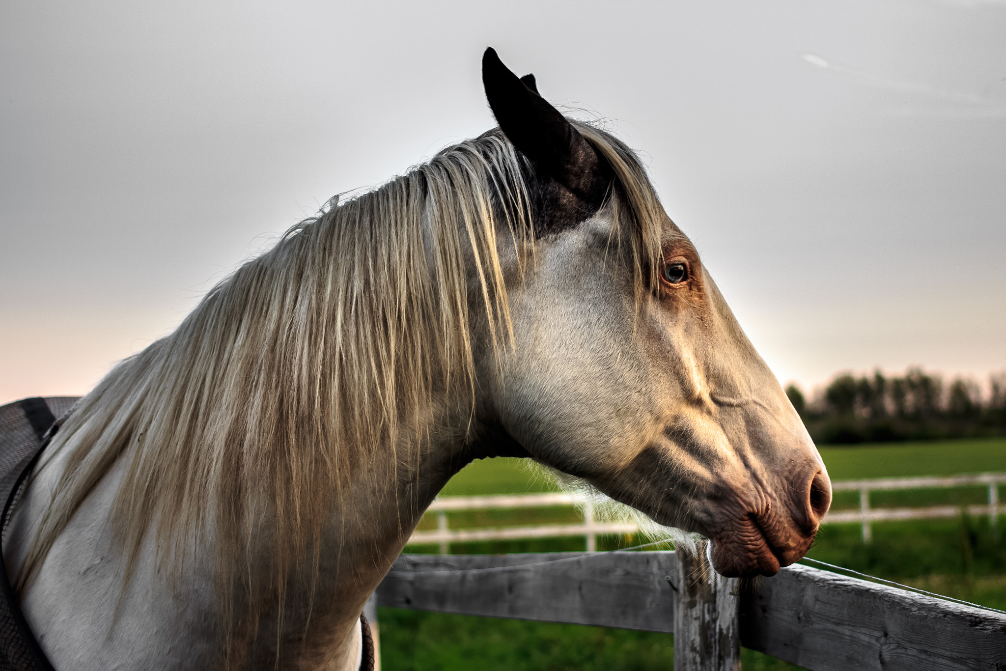 Canon EF 40mm F2.8 STM sample photo. Mr sociable photography