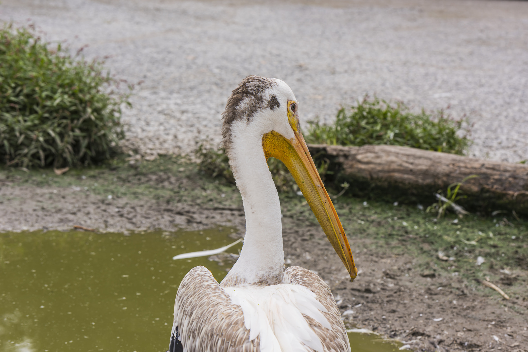 Nikon D810 + Sigma 105mm F2.8 EX DG Macro sample photo. Eye of the white pelican photography