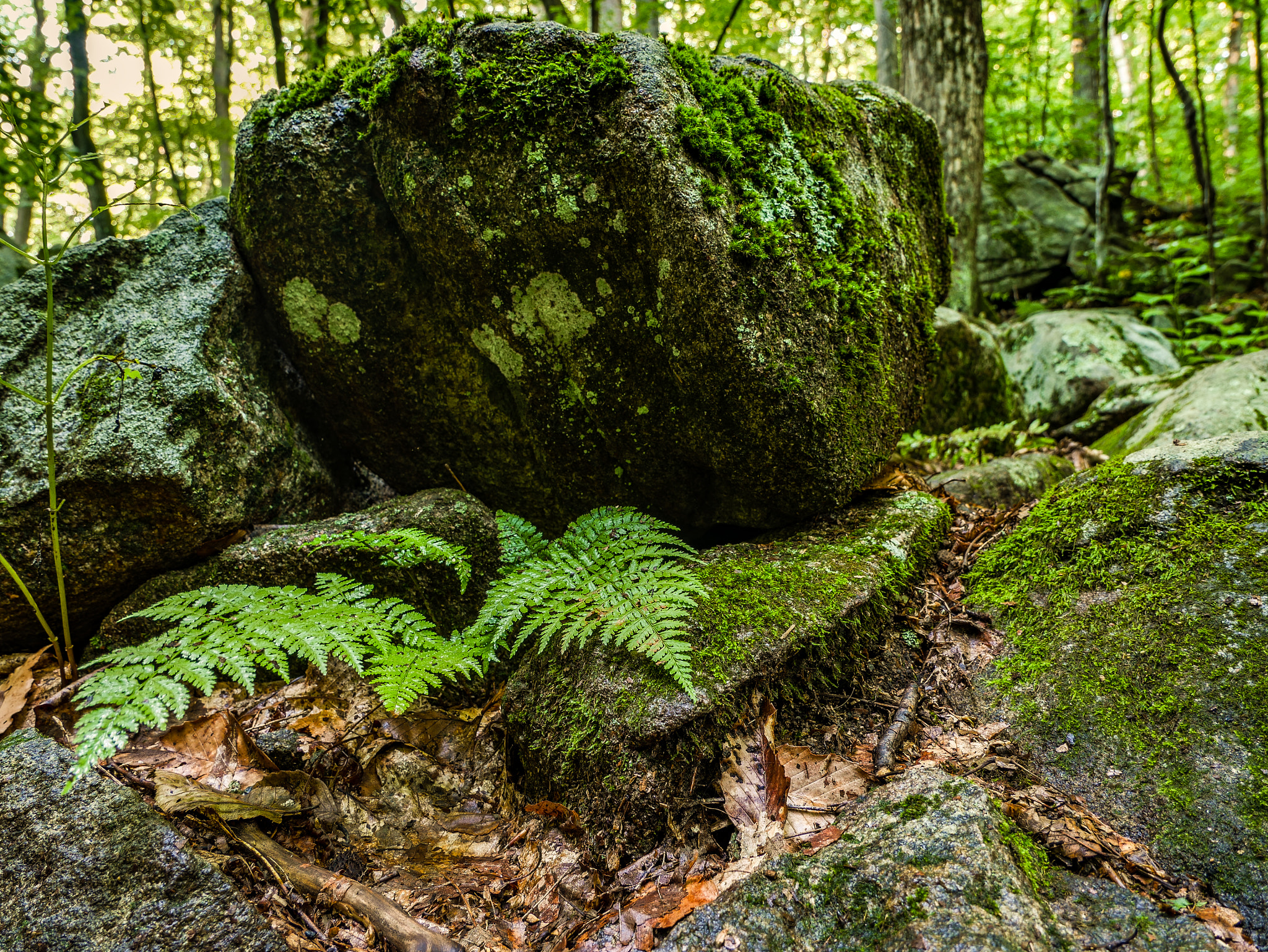 LUMIX G VARIO 12-60/F3.5-5.6 sample photo. Fern photography