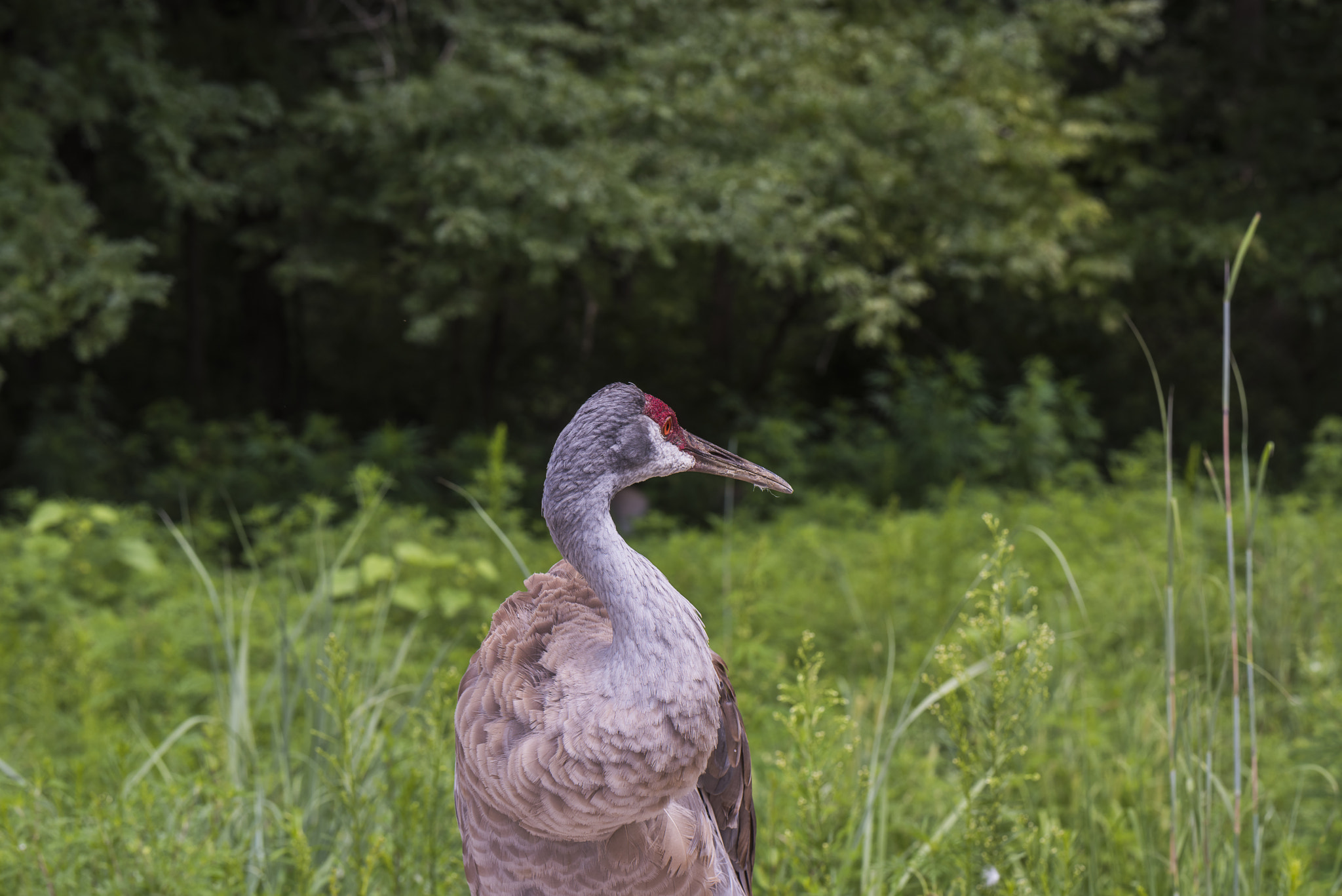 Nikon D810 + Sigma 105mm F2.8 EX DG Macro sample photo. Sandhill crane close-up photography