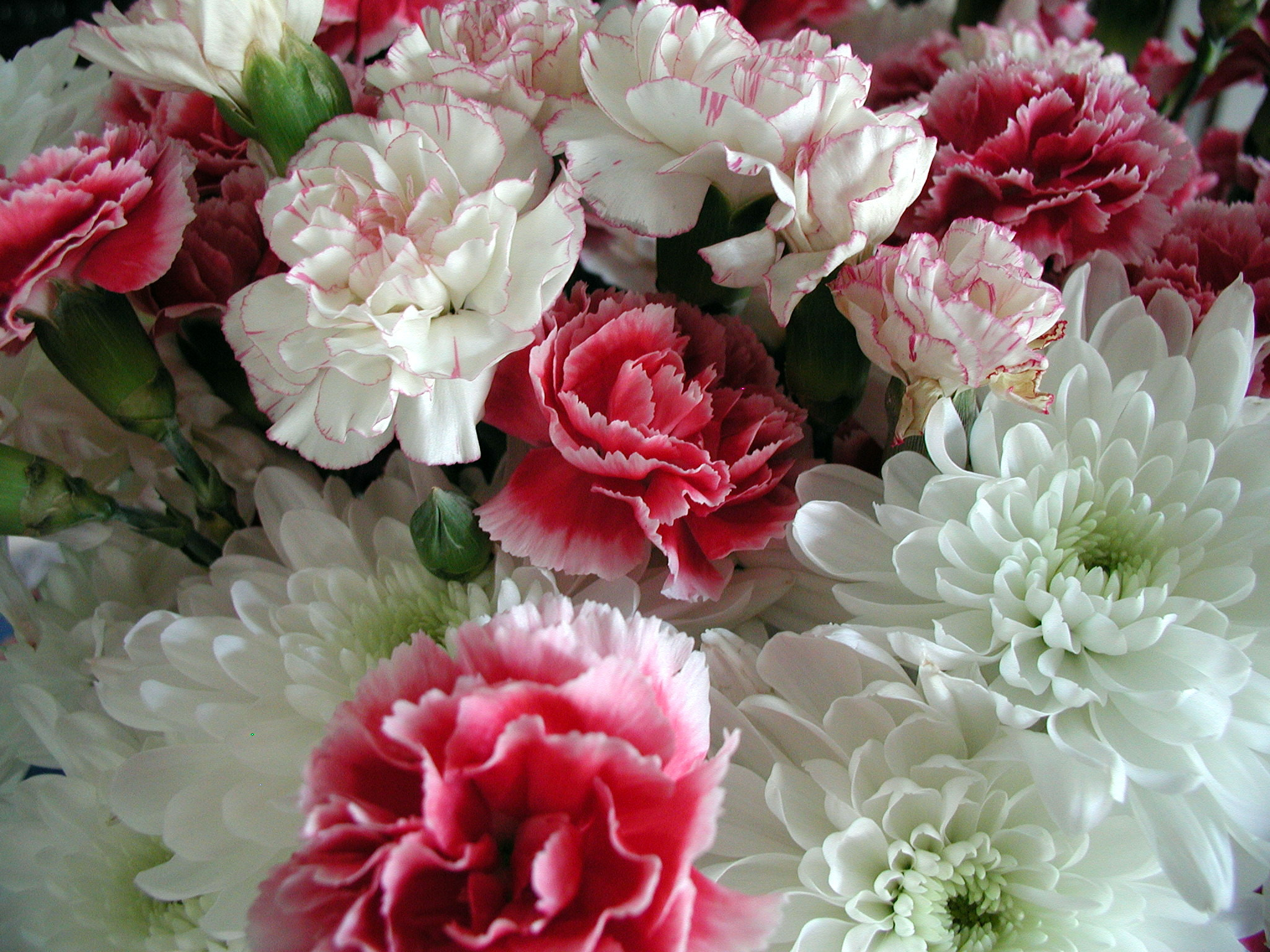 Olympus C3000Z sample photo. Just carnations photography