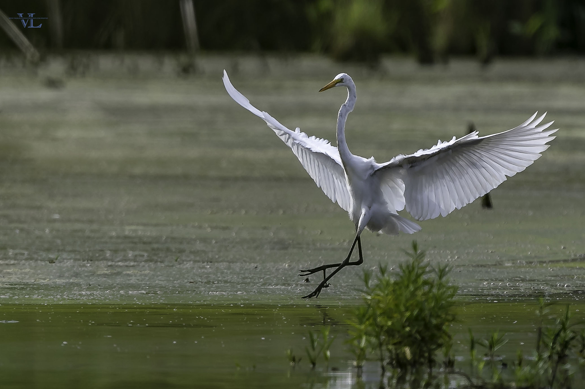 Canon EF 600mm F4L IS USM sample photo. Egret for landing photography