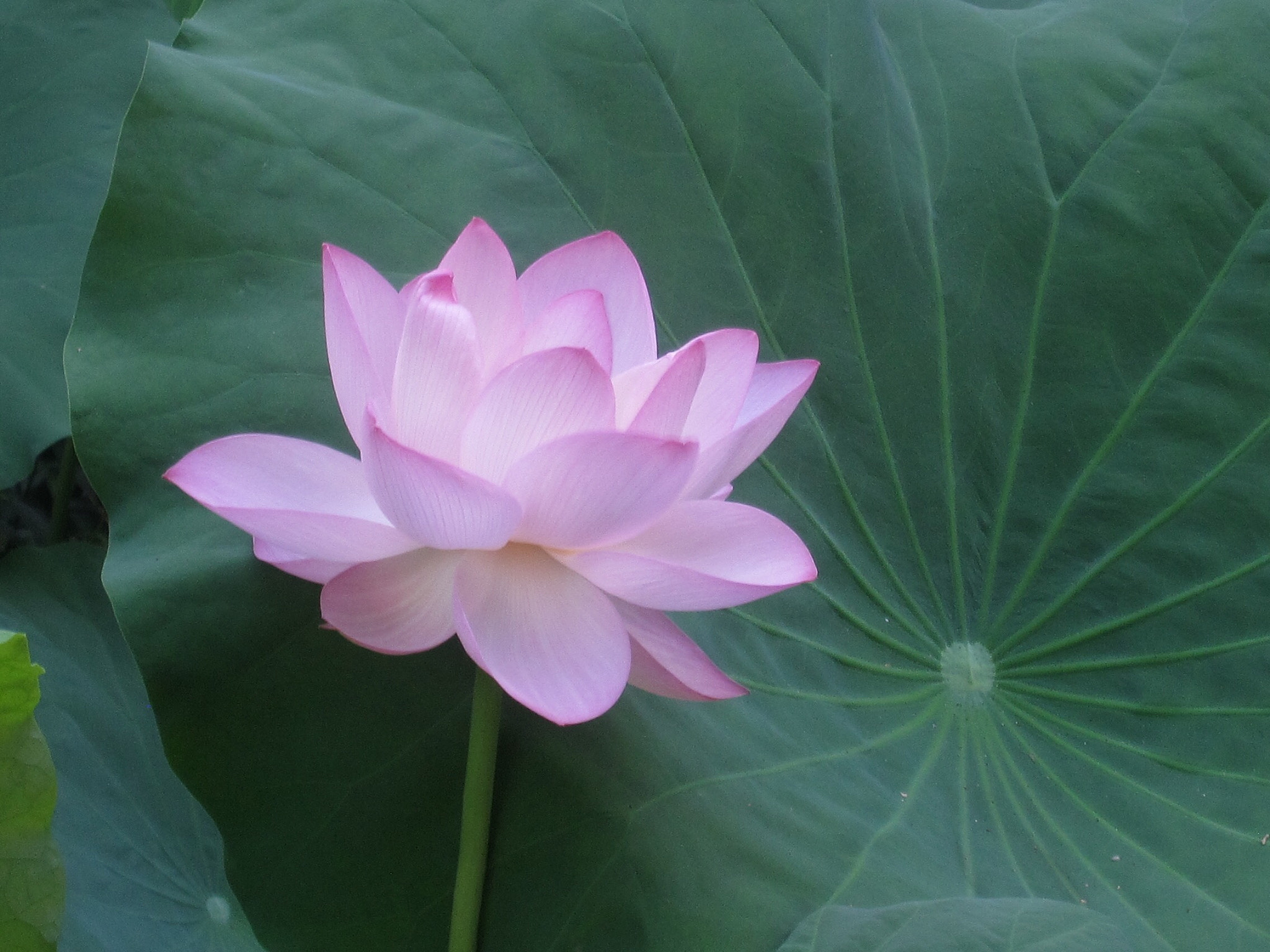 Canon PowerShot SD880 IS (Digital IXUS 870 IS / IXY Digital 920 IS) sample photo. Lotus 荷花 photography