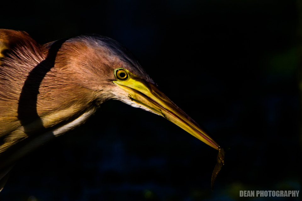 Canon EOS-1D Mark IV sample photo. Delicious photography