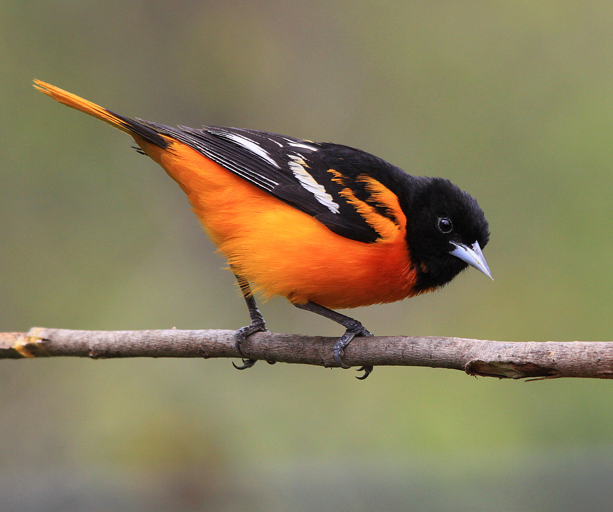 Sigma 150-500mm F5-6.3 DG OS HSM sample photo. Male oriole on branch photography
