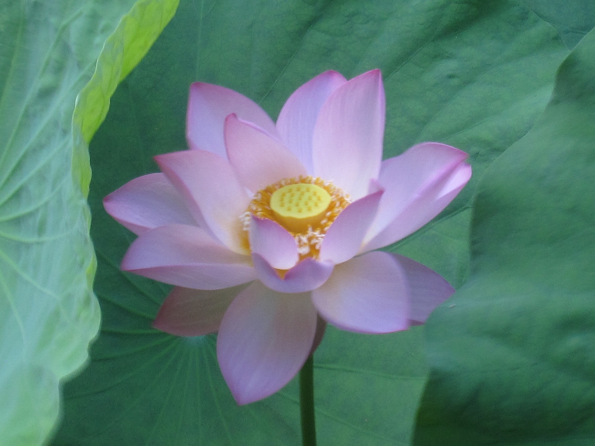 Canon PowerShot SD880 IS (Digital IXUS 870 IS / IXY Digital 920 IS) sample photo. Lotus 荷花 photography