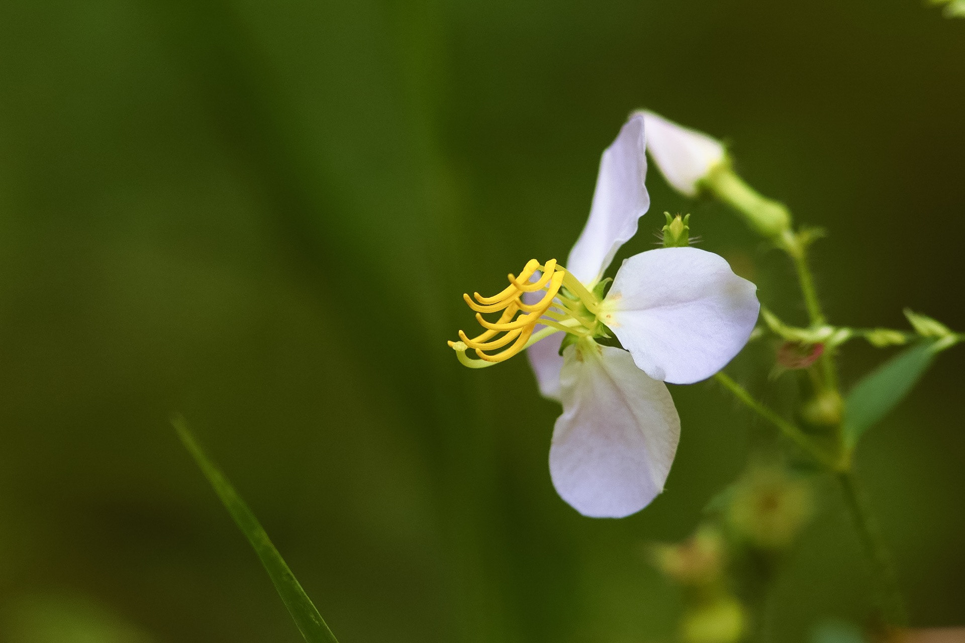 Canon EF 300mm F4L IS USM sample photo. Wild flower falls lake nc usa. photography