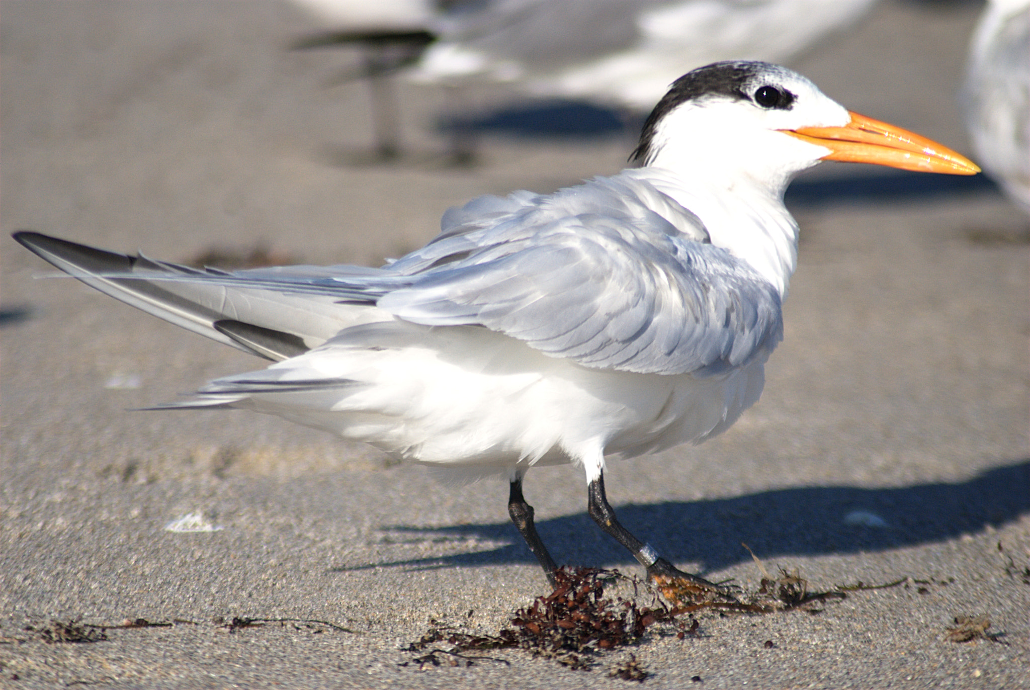 Nikon D60 + AF Zoom-Nikkor 70-300mm f/4-5.6D ED sample photo. Royal tern photography