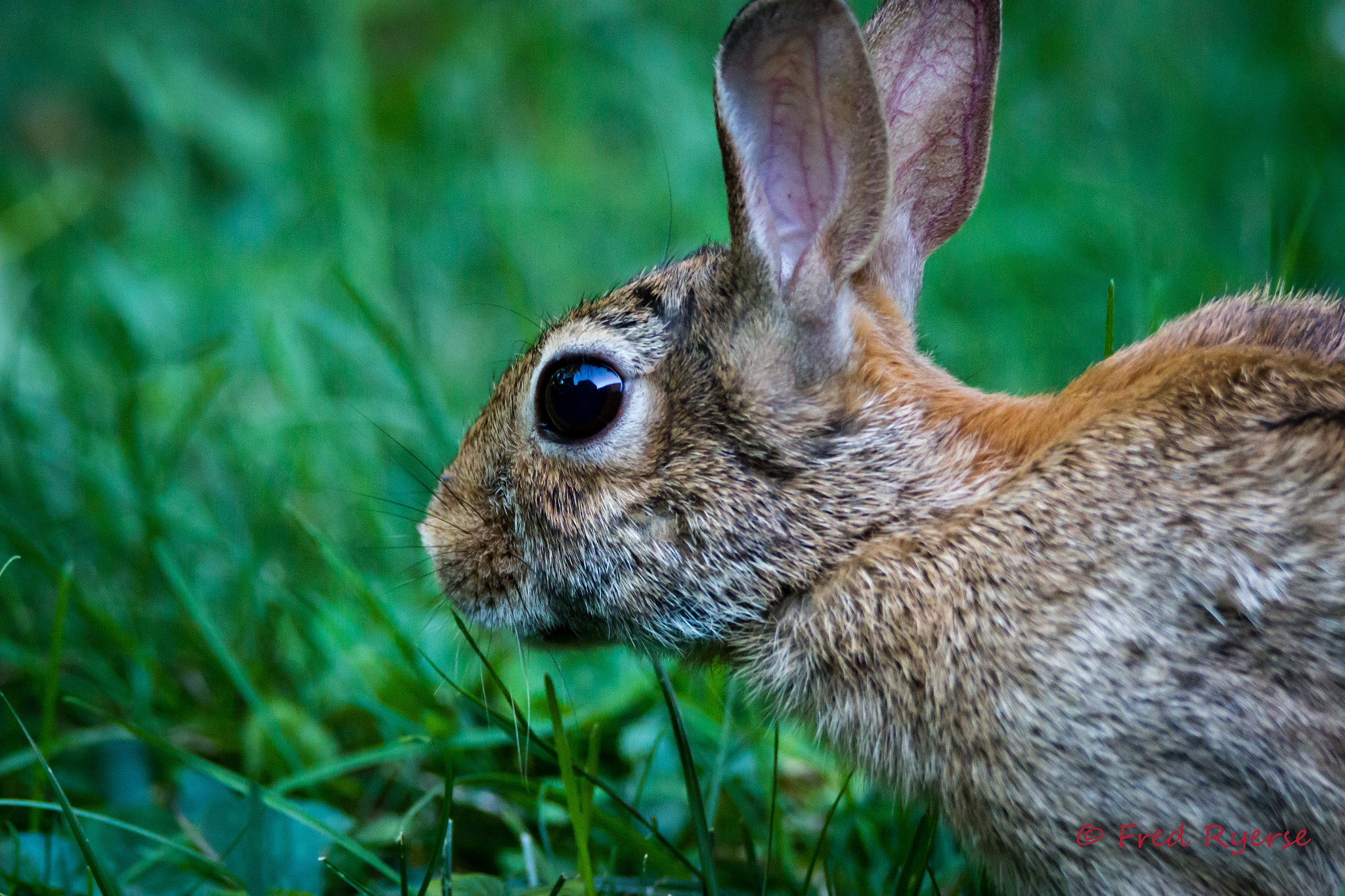 Tamron SP 150-600mm F5-6.3 Di VC USD sample photo. Backyard animals photography