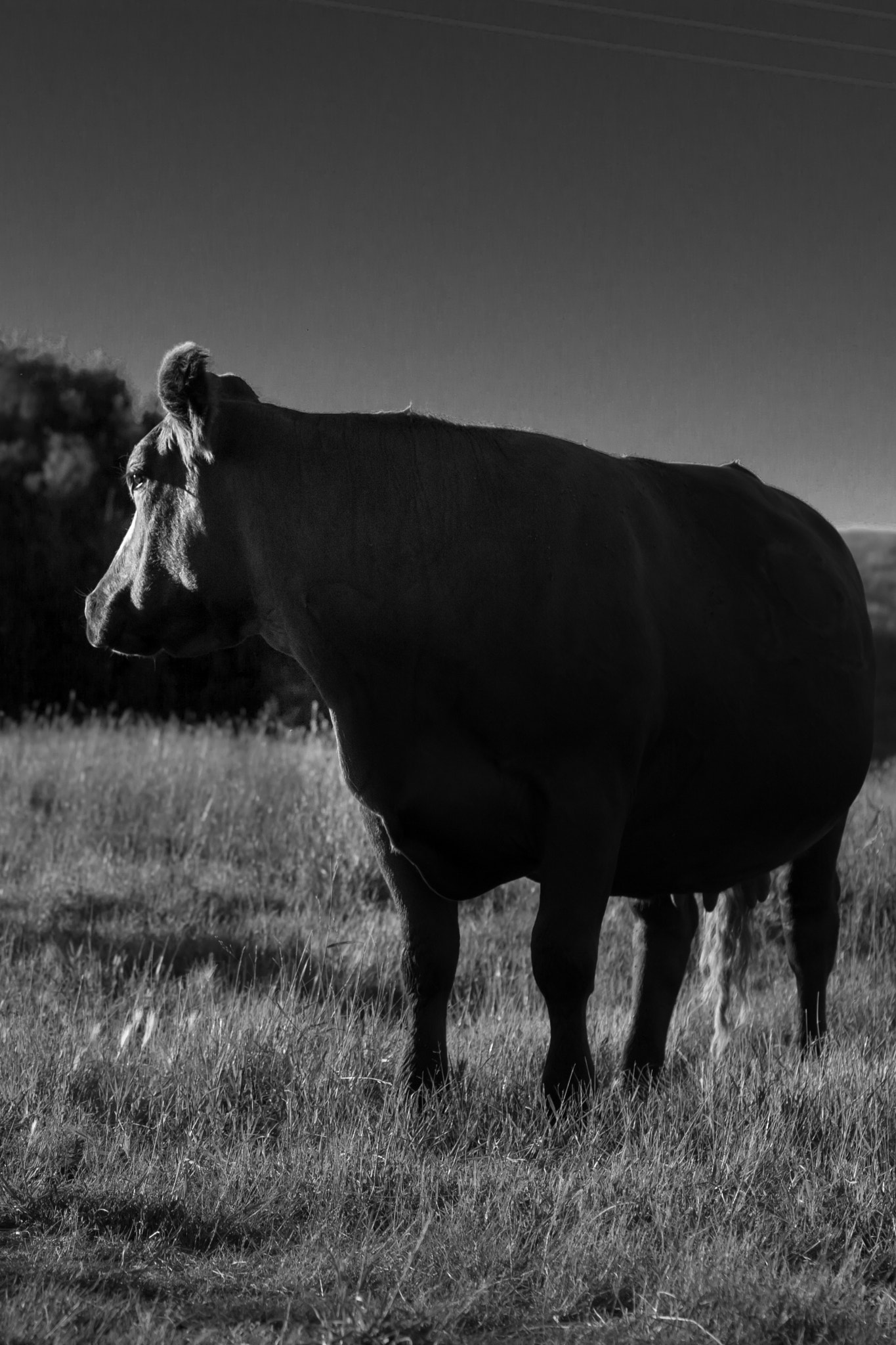 Canon EOS 650D (EOS Rebel T4i / EOS Kiss X6i) sample photo. Cows can be beautiful photography