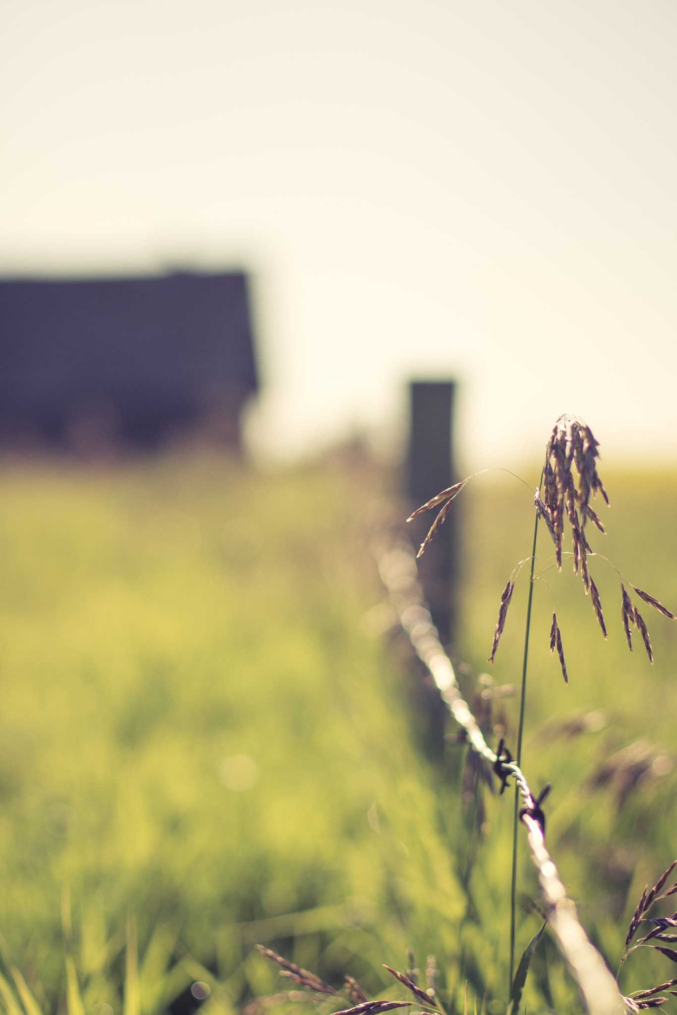 Canon EOS 650D (EOS Rebel T4i / EOS Kiss X6i) sample photo. Grass and bokeh photography