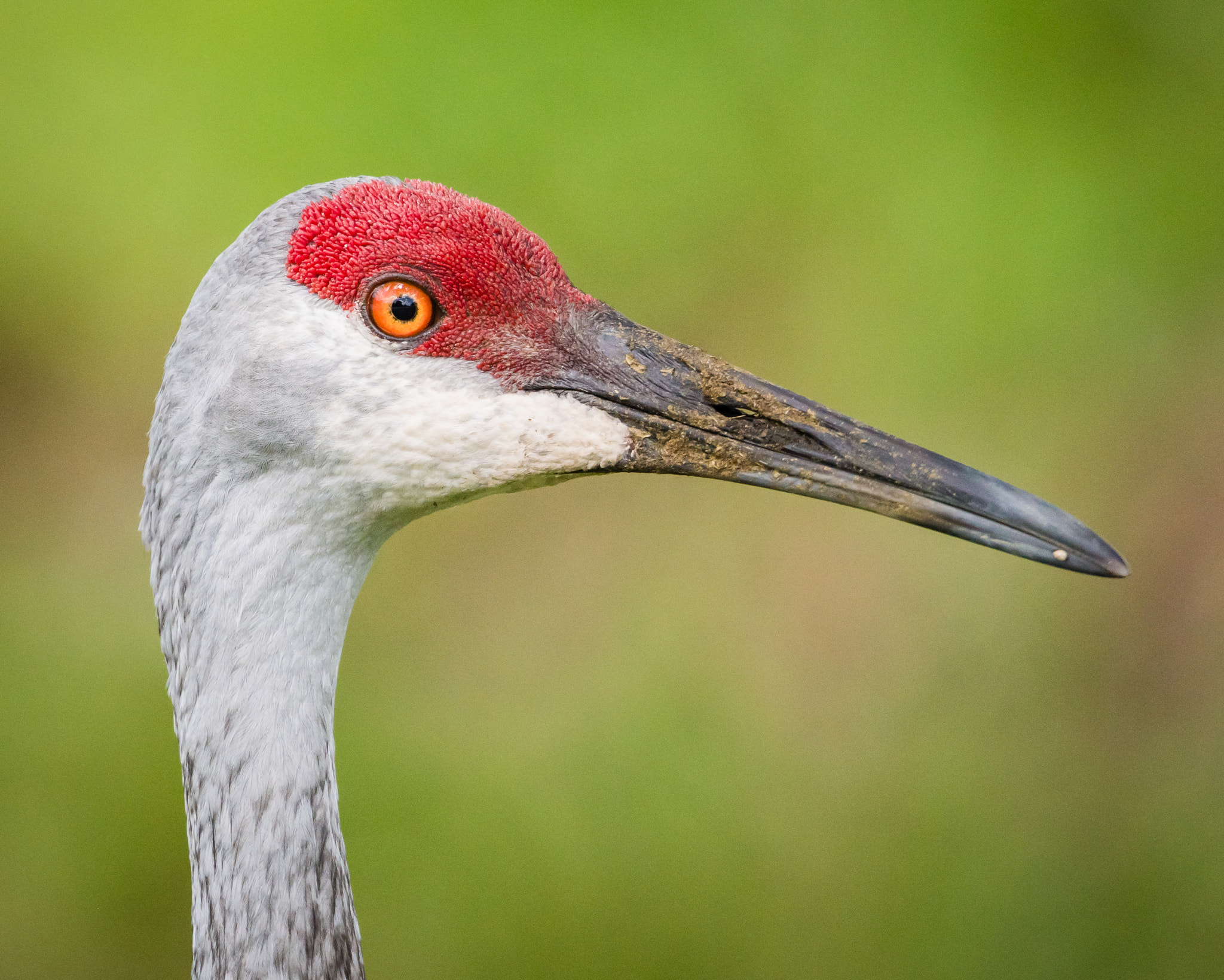 Sigma 150-600mm F5-6.3 DG OS HSM | S sample photo. Got my eye on you photography