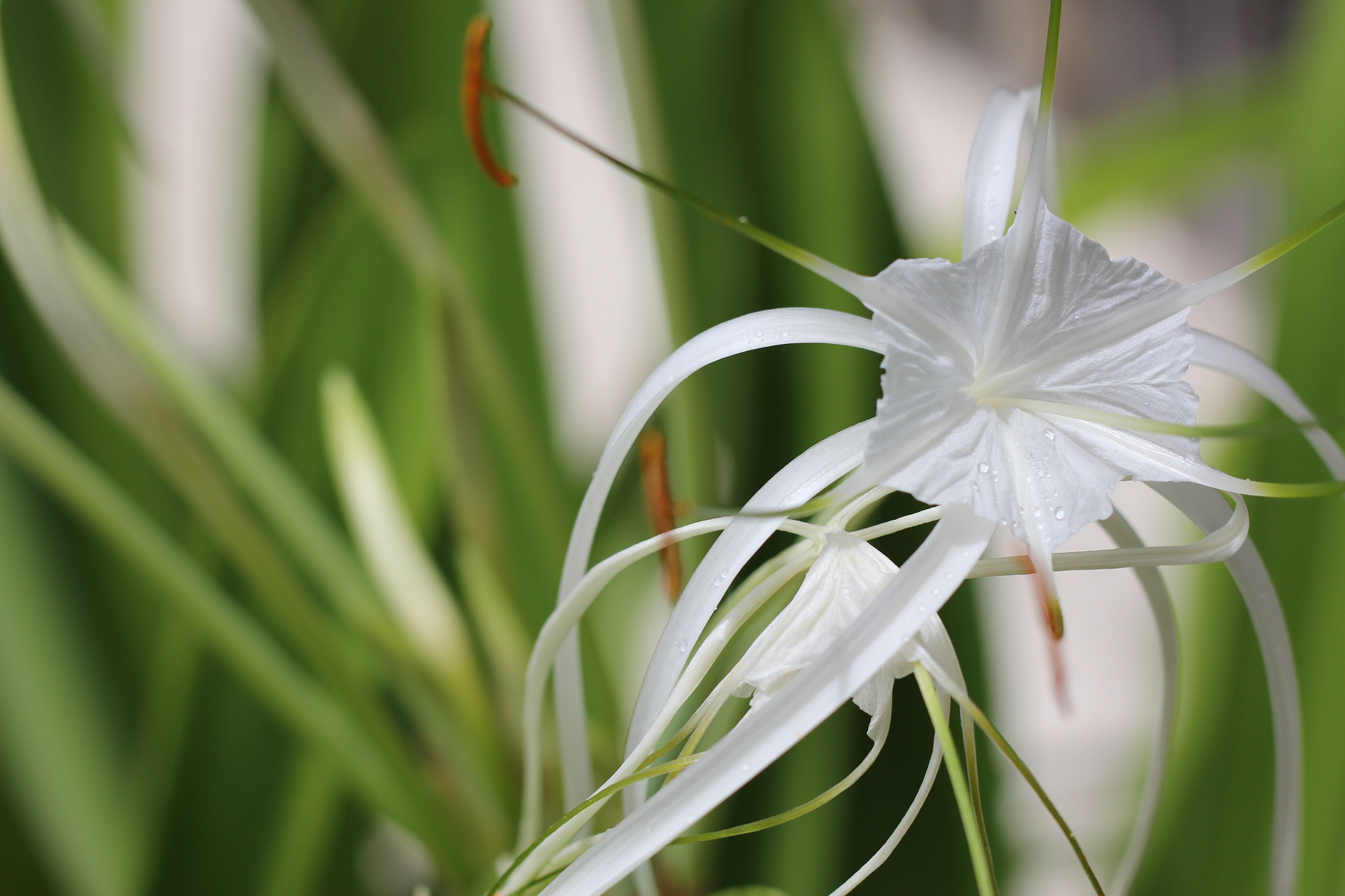 Canon EOS 60D + Canon EF 50mm F1.8 II sample photo. Flor photography