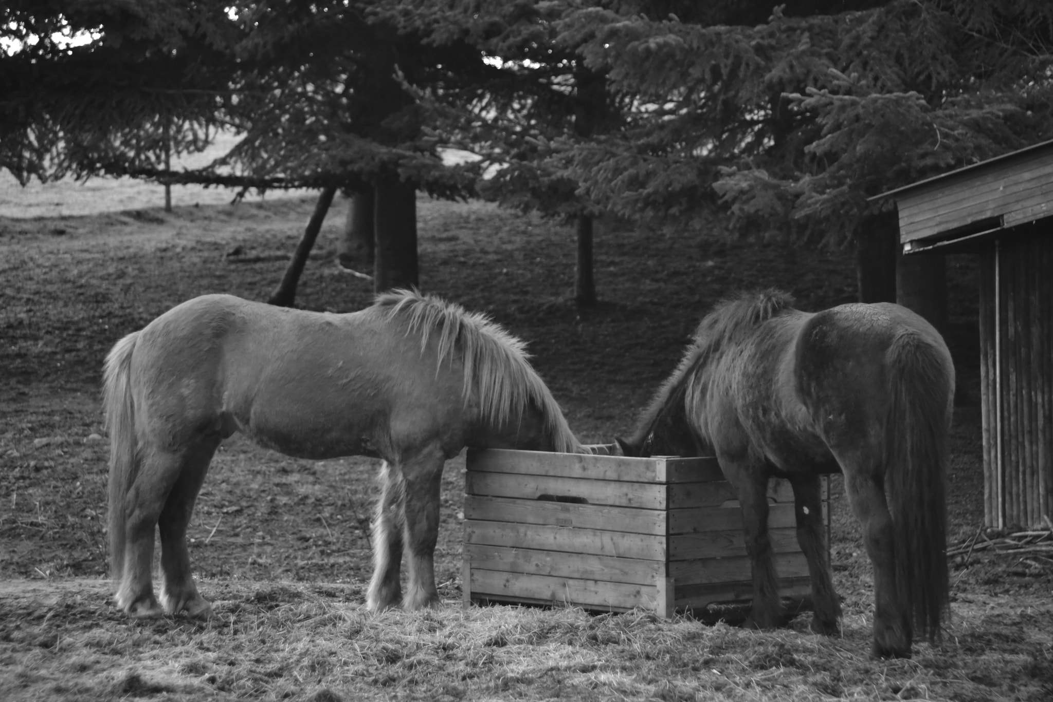 Nikon D750 + Sigma 28-200mm F3.5-5.6 Compact Aspherical Hyperzoom Macro sample photo. Headless horses photography