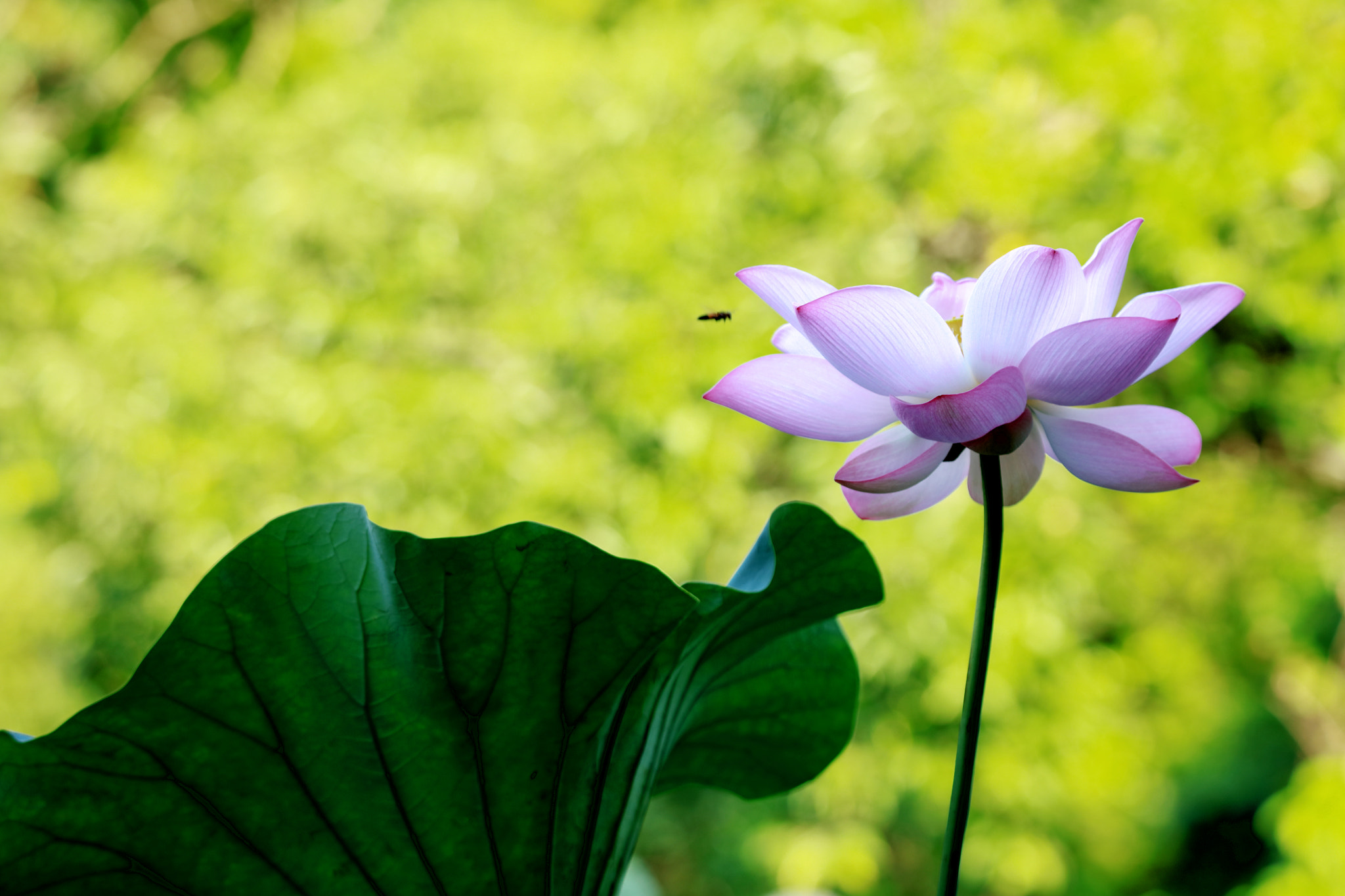 Tamron SP 150-600mm F5-6.3 Di VC USD sample photo. Lotus photography