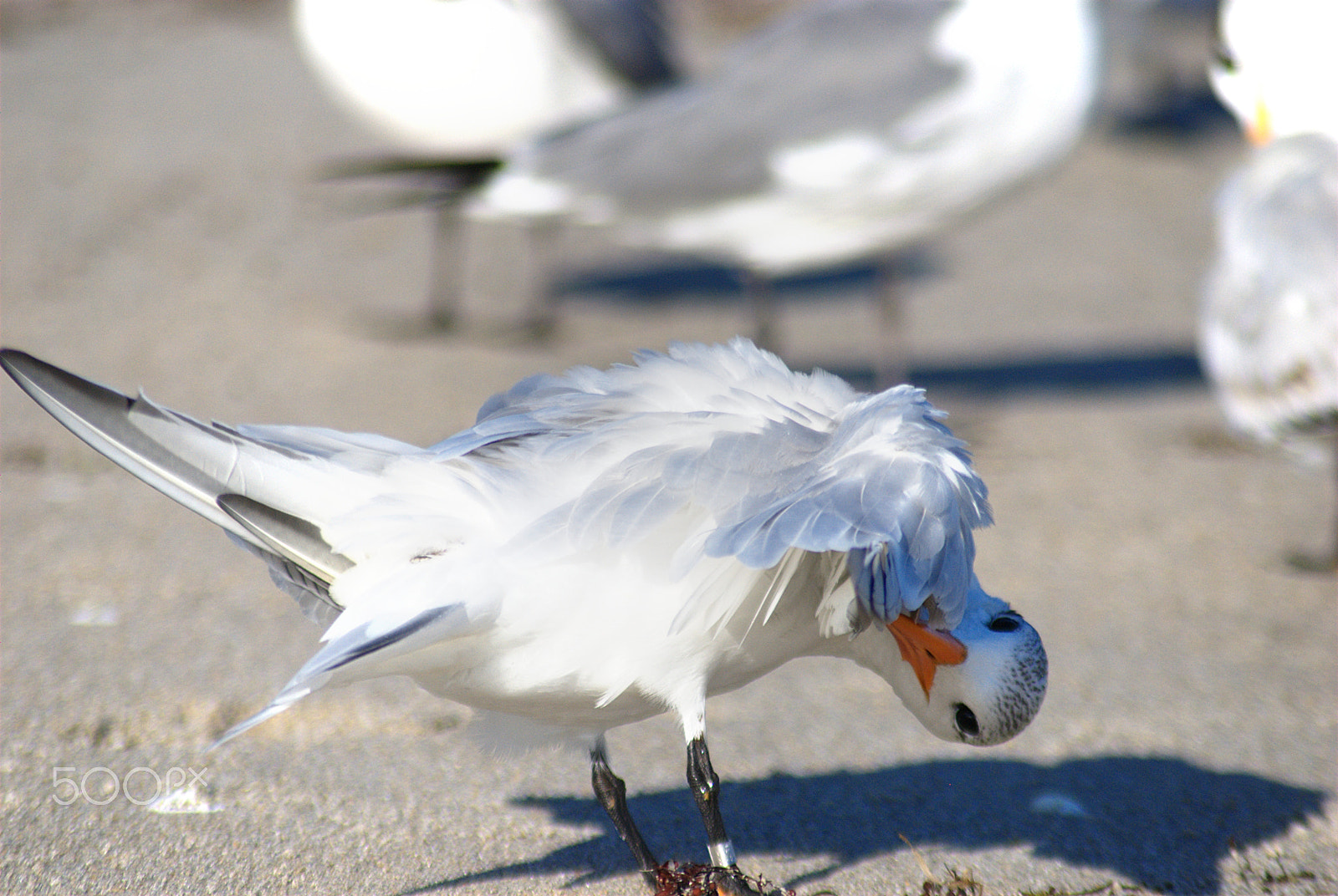 AF Zoom-Nikkor 70-300mm f/4-5.6D ED sample photo. Royal tern photography