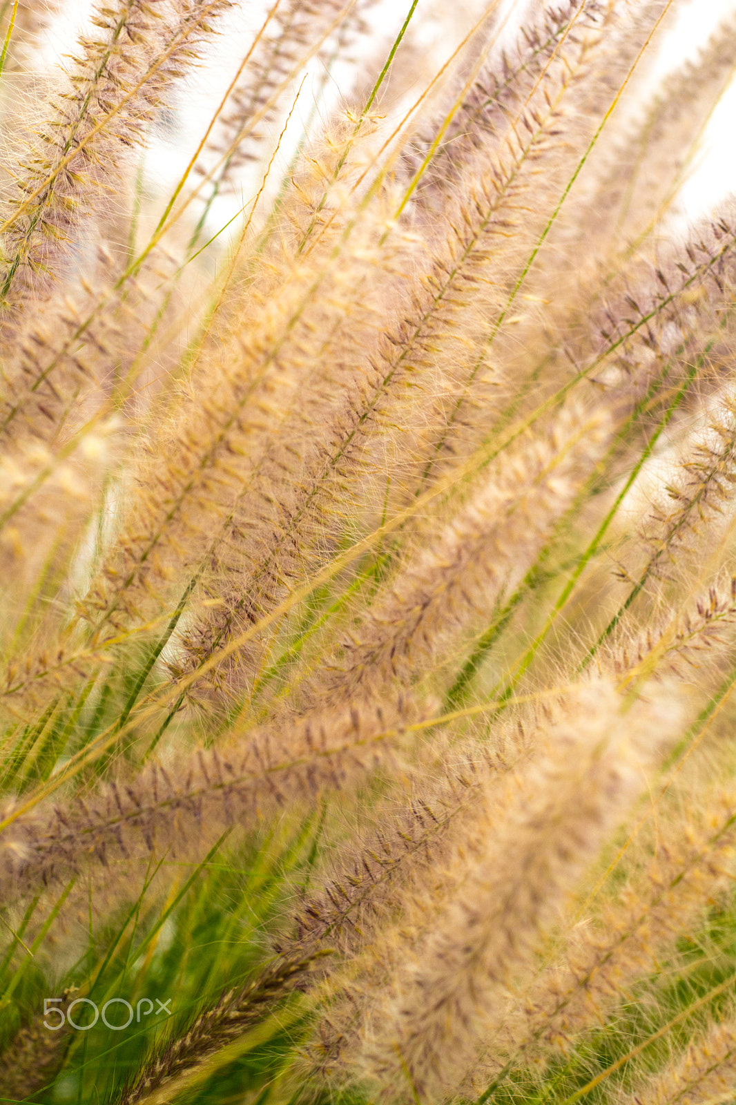 Nikon D7100 + AF Nikkor 50mm f/1.8 sample photo. Smooth photography