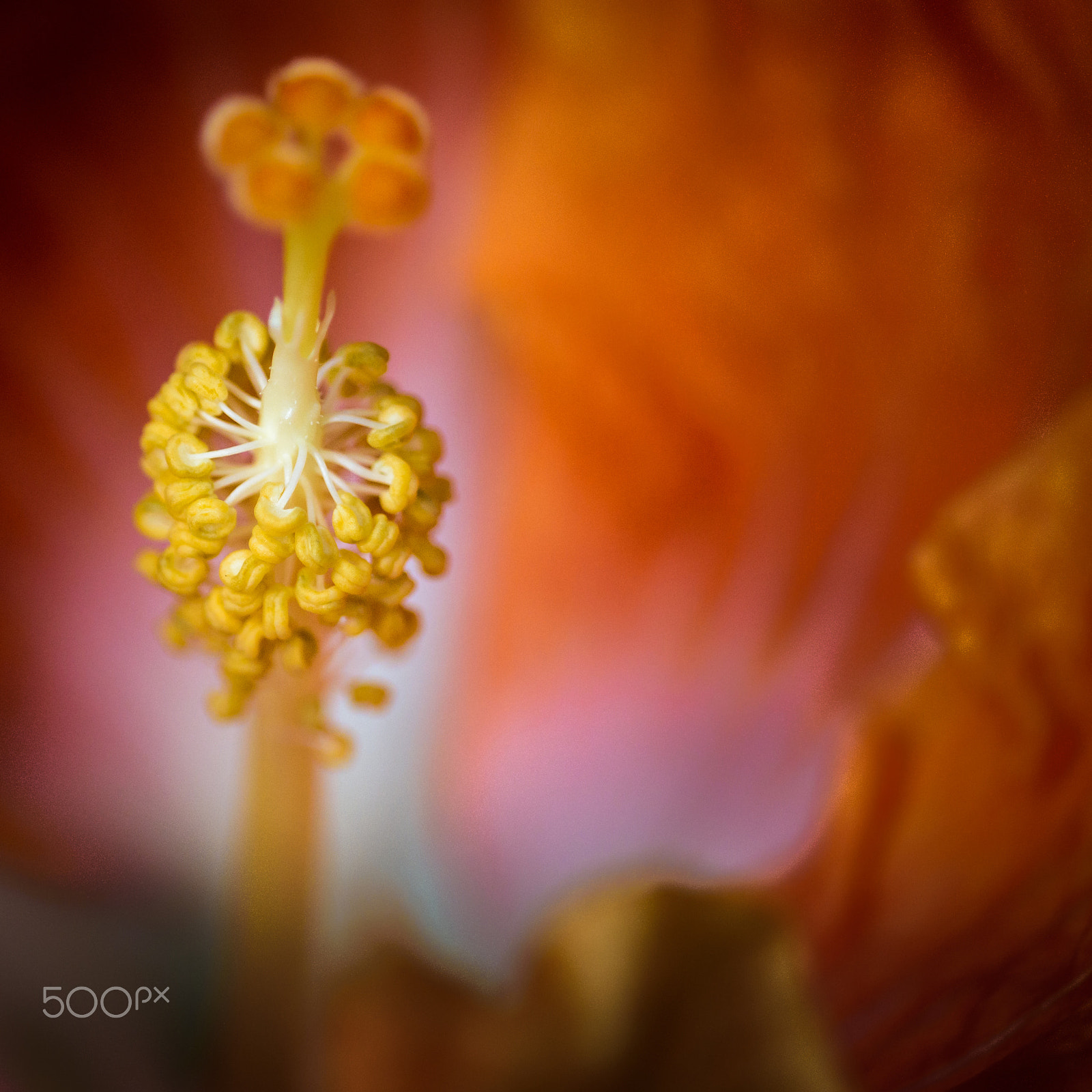 Sigma 150mm F2.8 EX DG Macro HSM sample photo. Yellow cluster photography