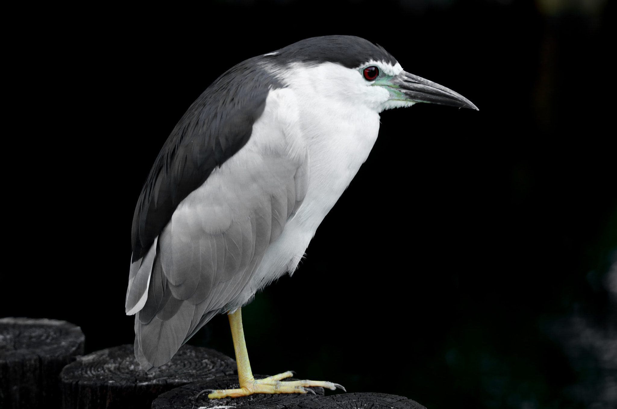 Tamron SP 150-600mm F5-6.3 Di VC USD sample photo. Night heron photography