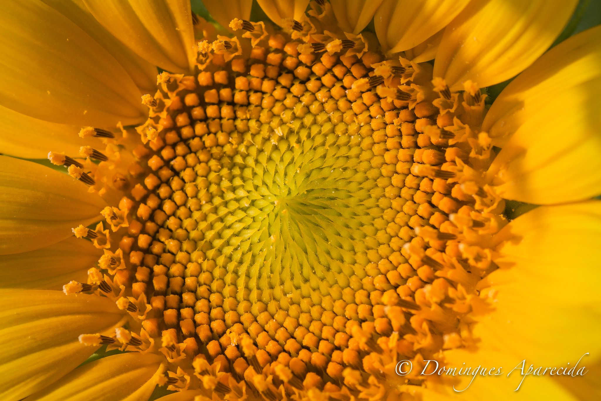 Tamron SP AF 90mm F2.8 Di Macro sample photo. Girasol photography
