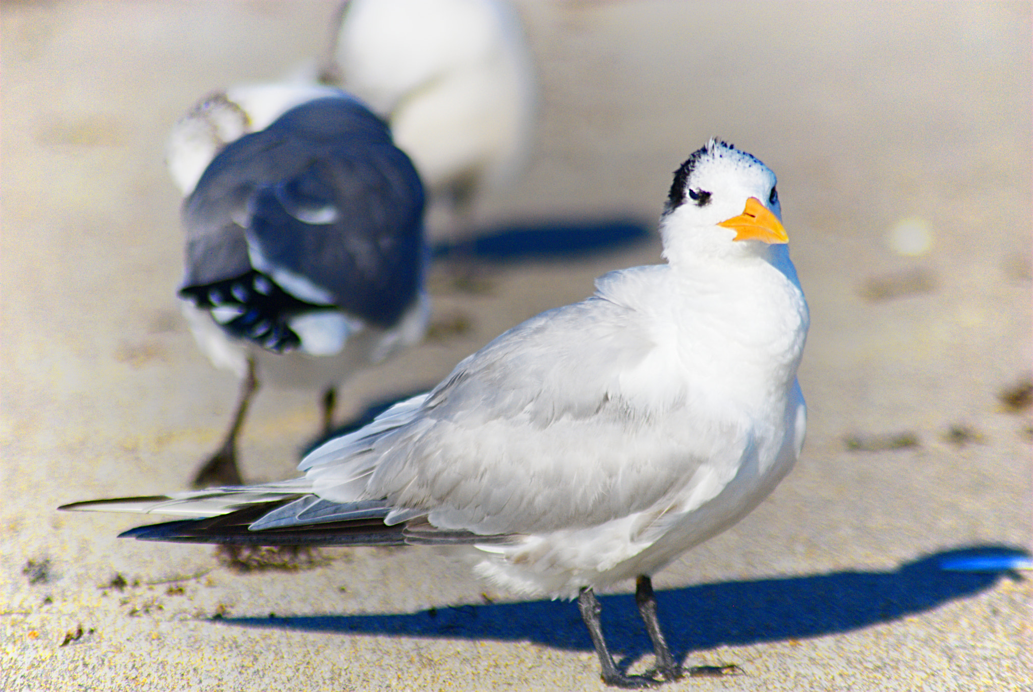 AF Zoom-Nikkor 70-300mm f/4-5.6D ED sample photo. Windy day photography