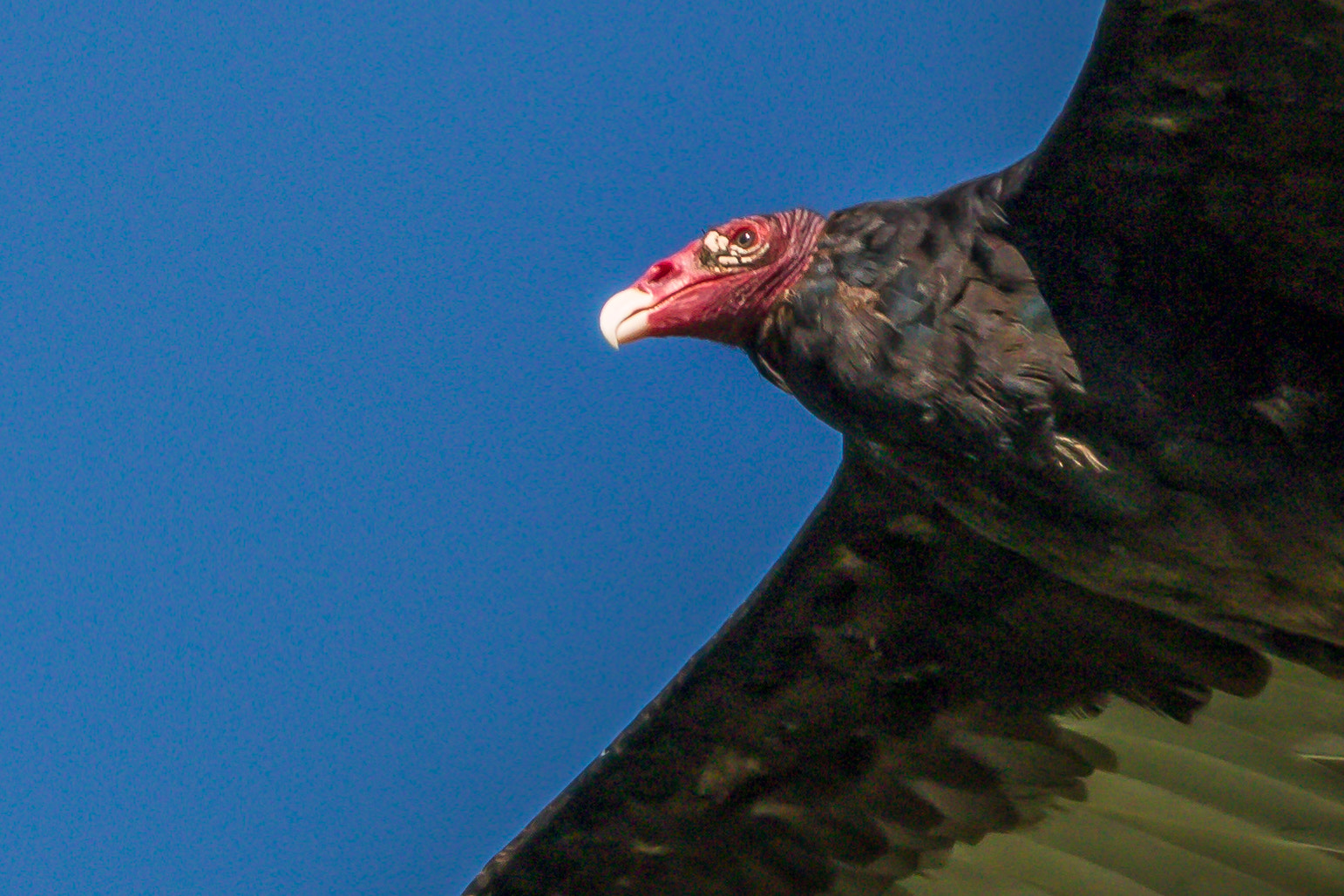 Canon EOS 750D (EOS Rebel T6i / EOS Kiss X8i) + Canon EF 400mm F5.6L USM sample photo. Turkey vulture closeup photography