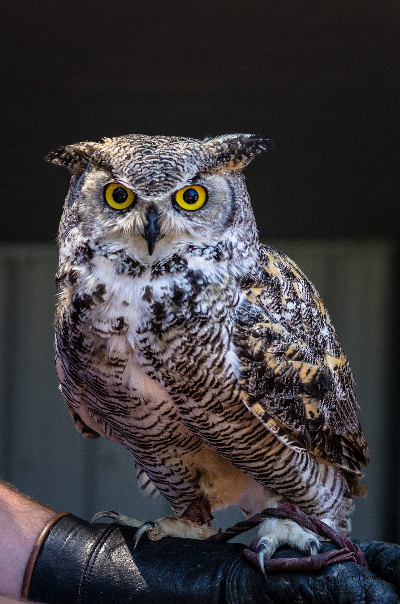 Pentax smc D-FA 100mm F2.8 Macro WR sample photo. Great horned owl photography