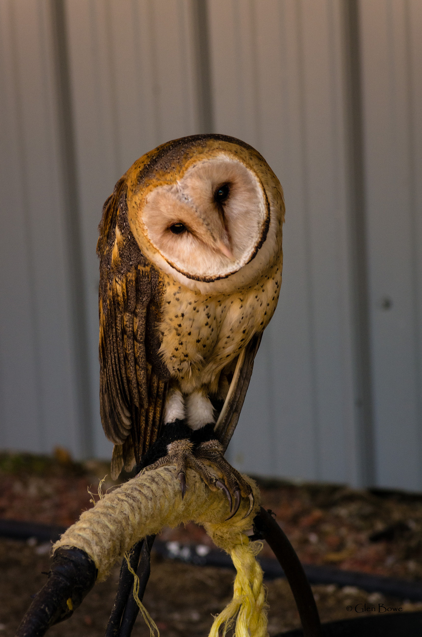 Pentax smc D-FA 100mm F2.8 Macro WR sample photo. Barn owl photography