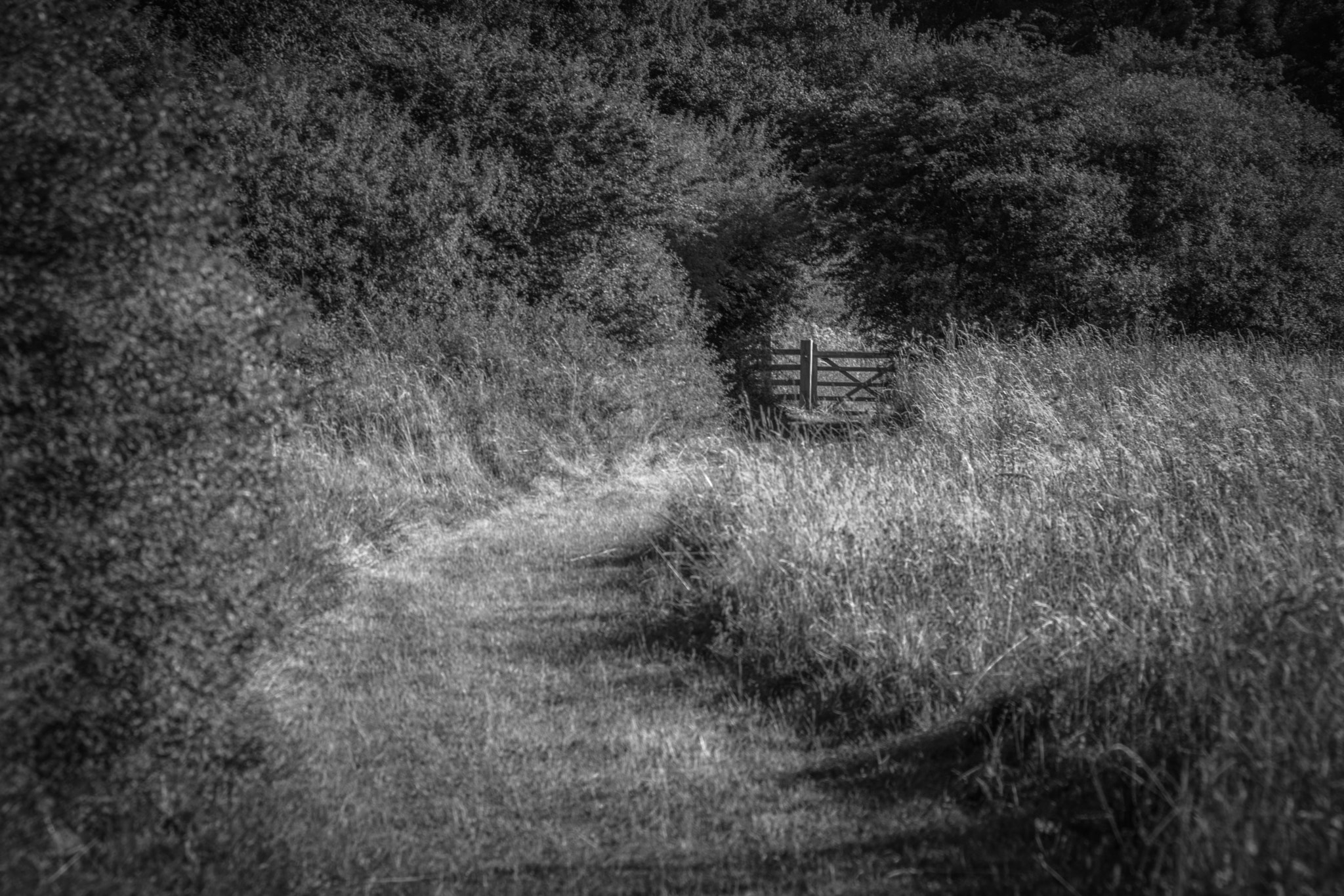 Nikon D7100 sample photo. Gate through the meadow photography