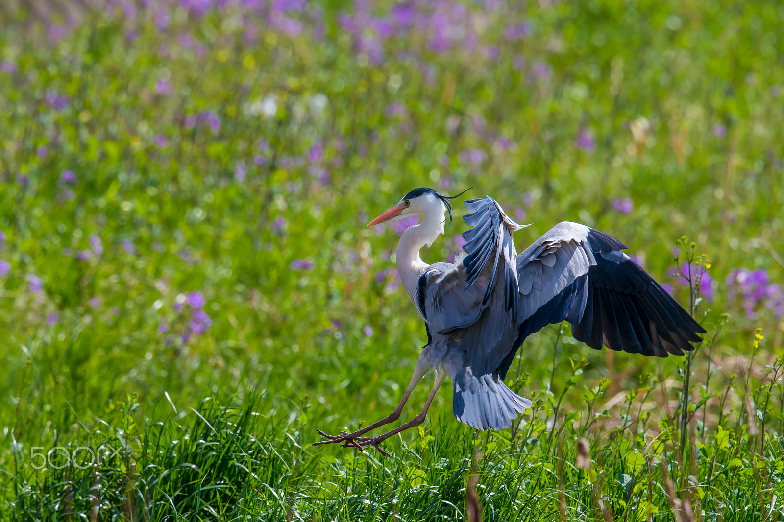 Canon EF 500mm F4L IS II USM sample photo. Landing of a grey heron photography