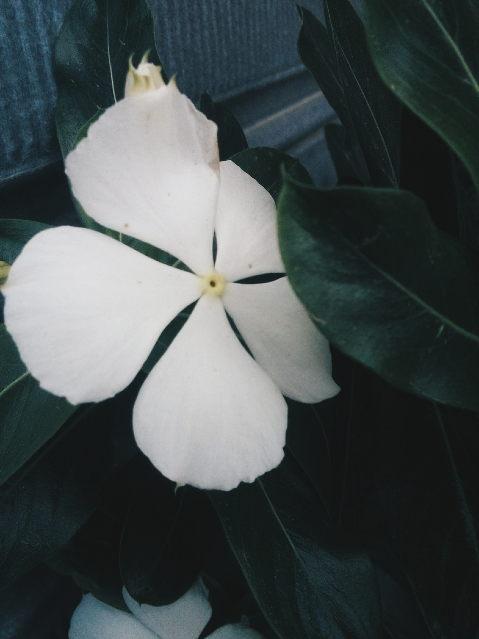 LG L Bello sample photo. Flor branca 1/3 photography
