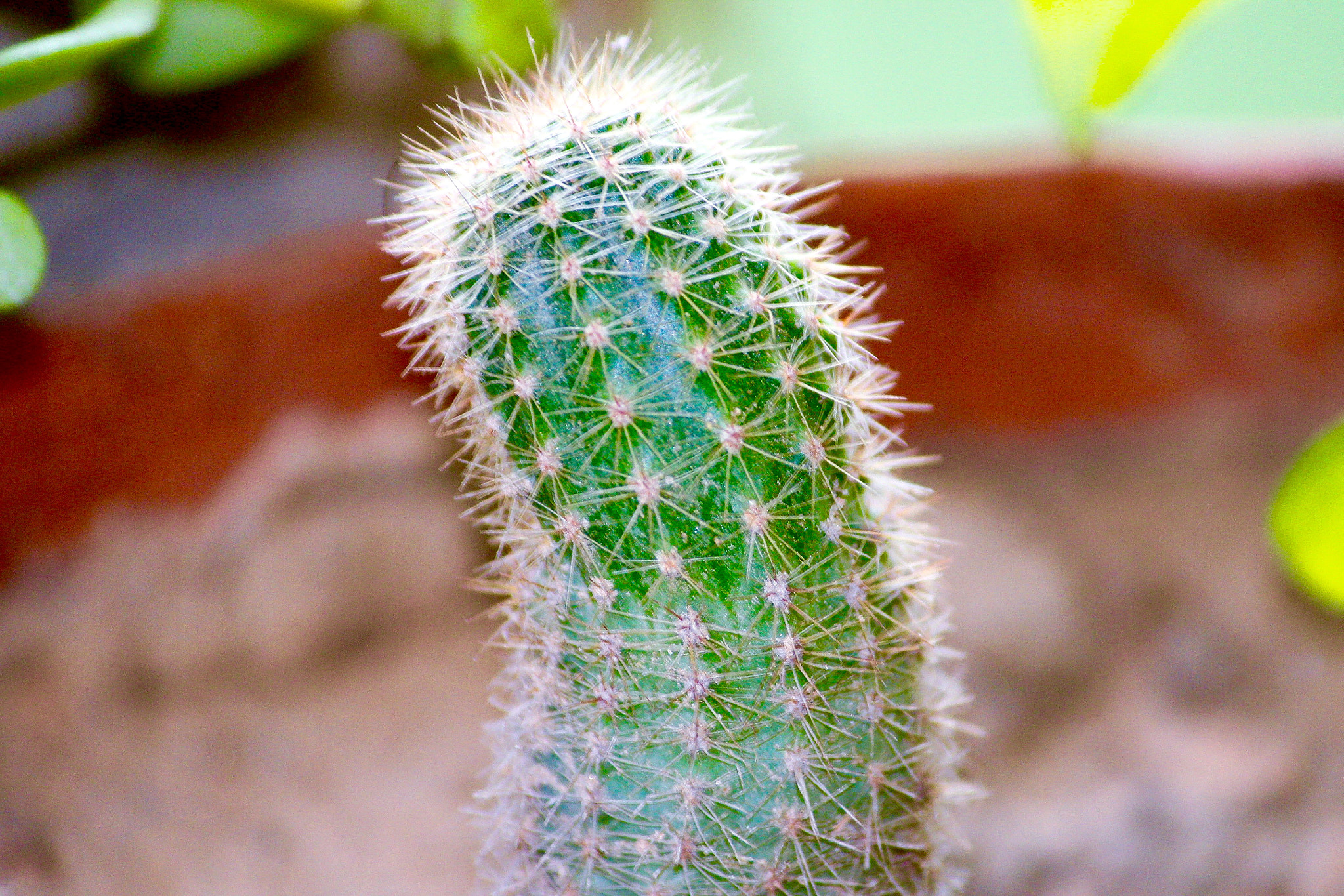 Canon EF-S 55-250mm F4-5.6 IS II sample photo. Cactus! photography
