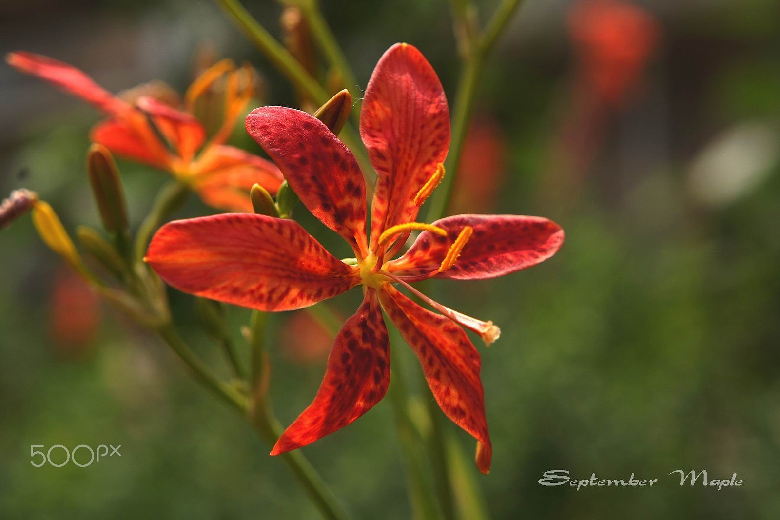 Sony NEX-5C sample photo. 有阳光就灿烂 photography