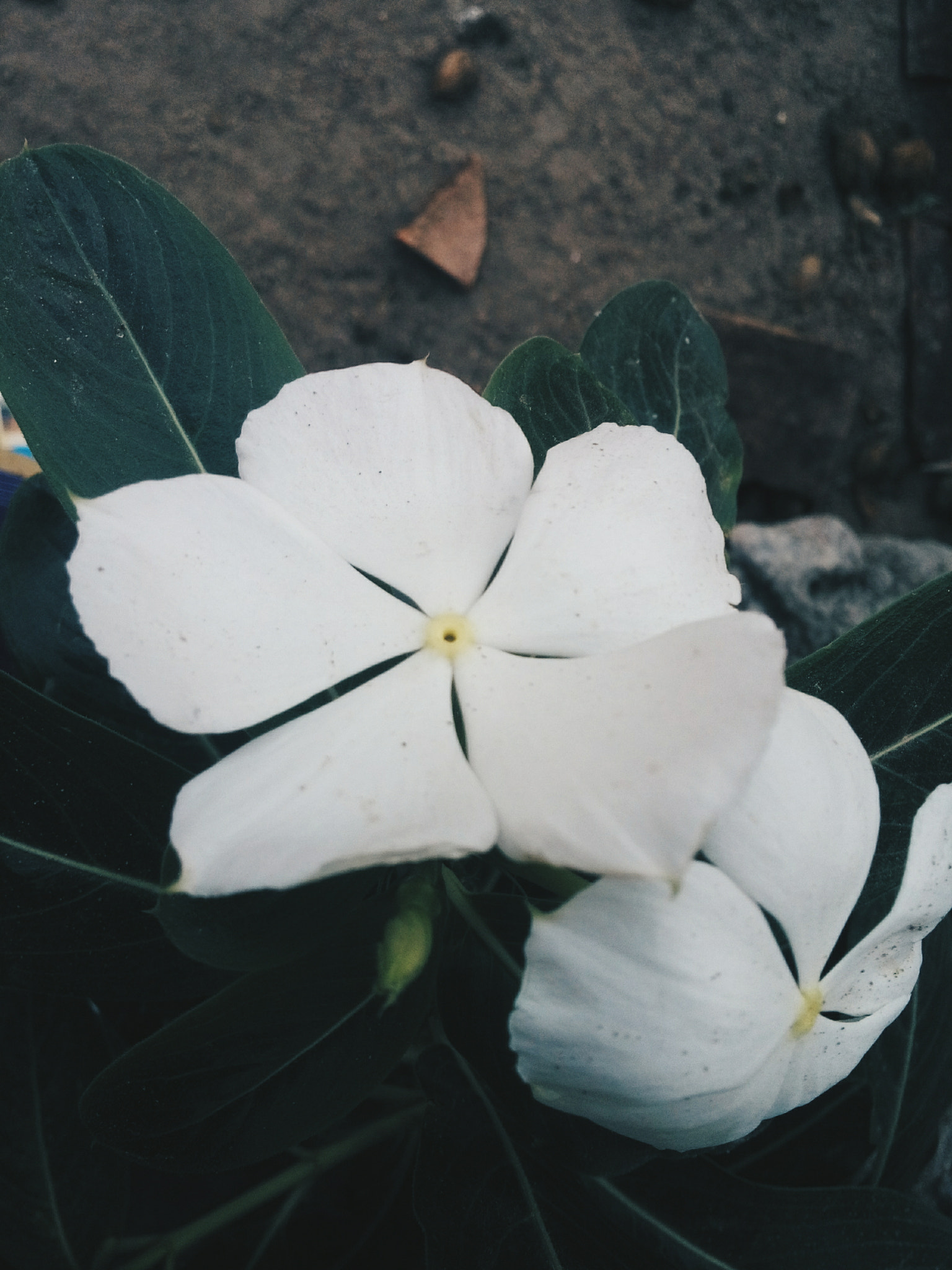 LG L Bello sample photo. Flor branca 2/3 photography