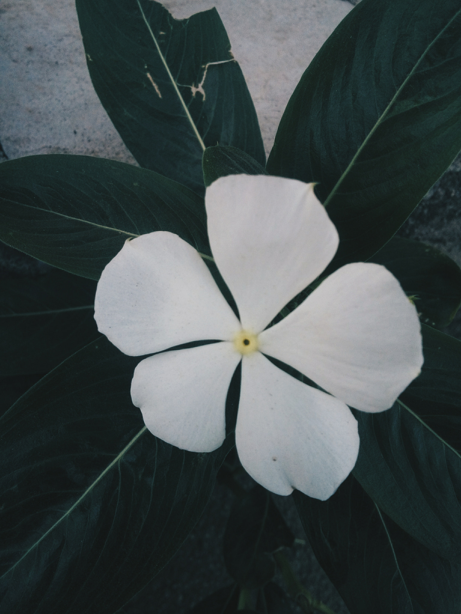 LG L Bello sample photo. Flor branca 3/3 photography