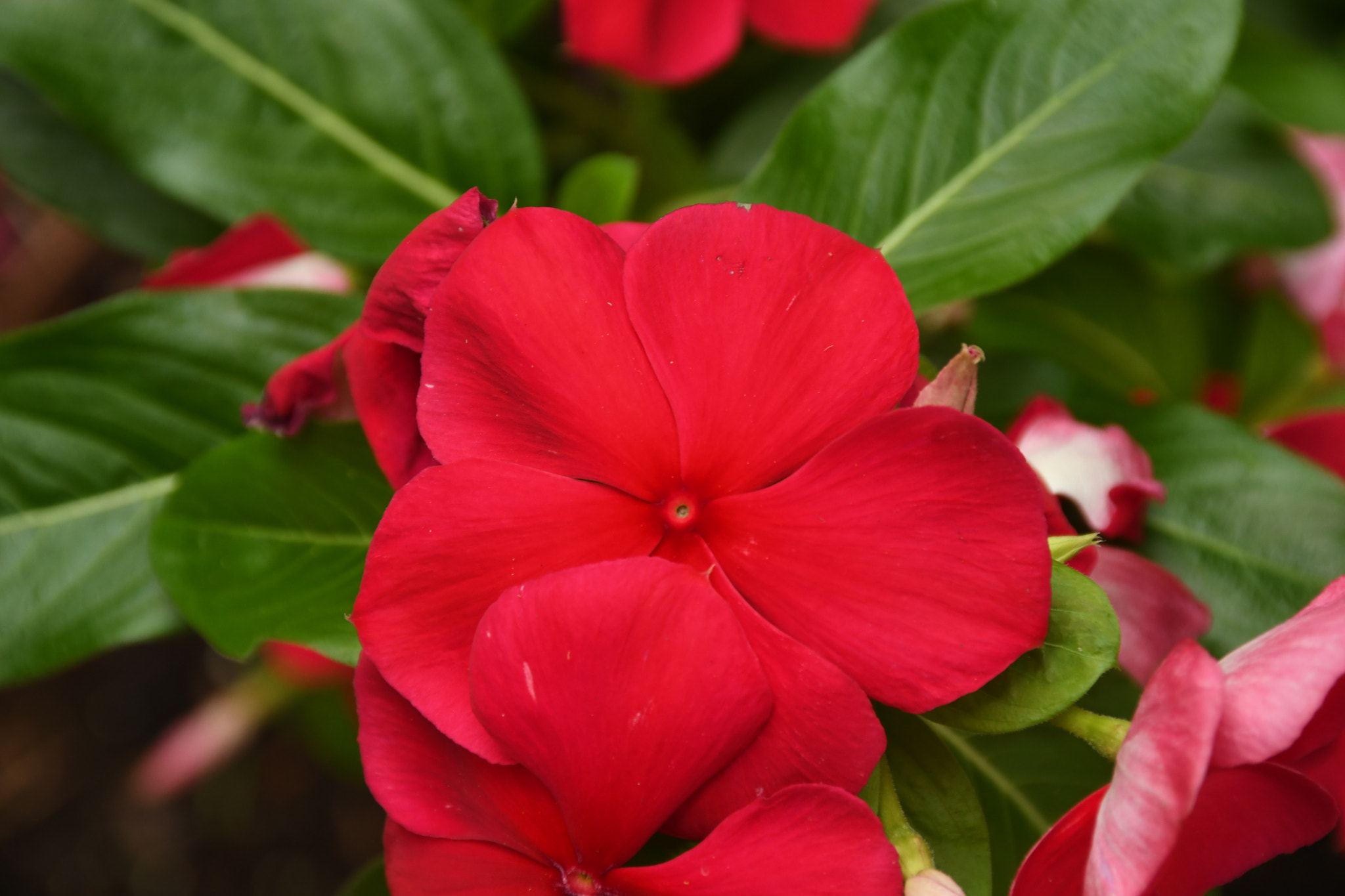 Nikon D500 sample photo