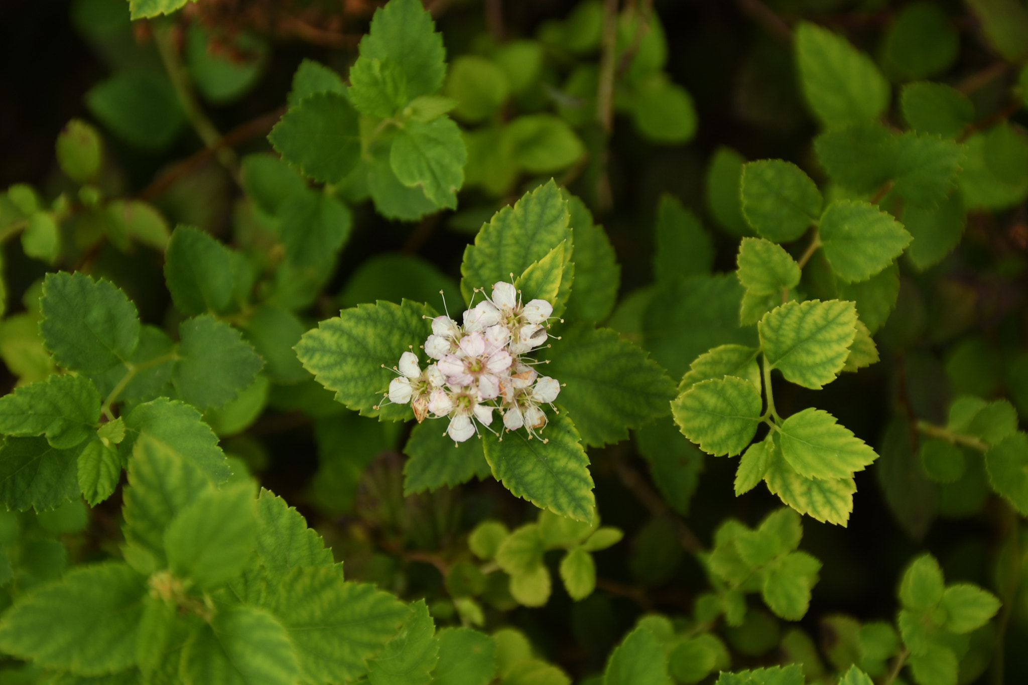 Nikon D500 sample photo