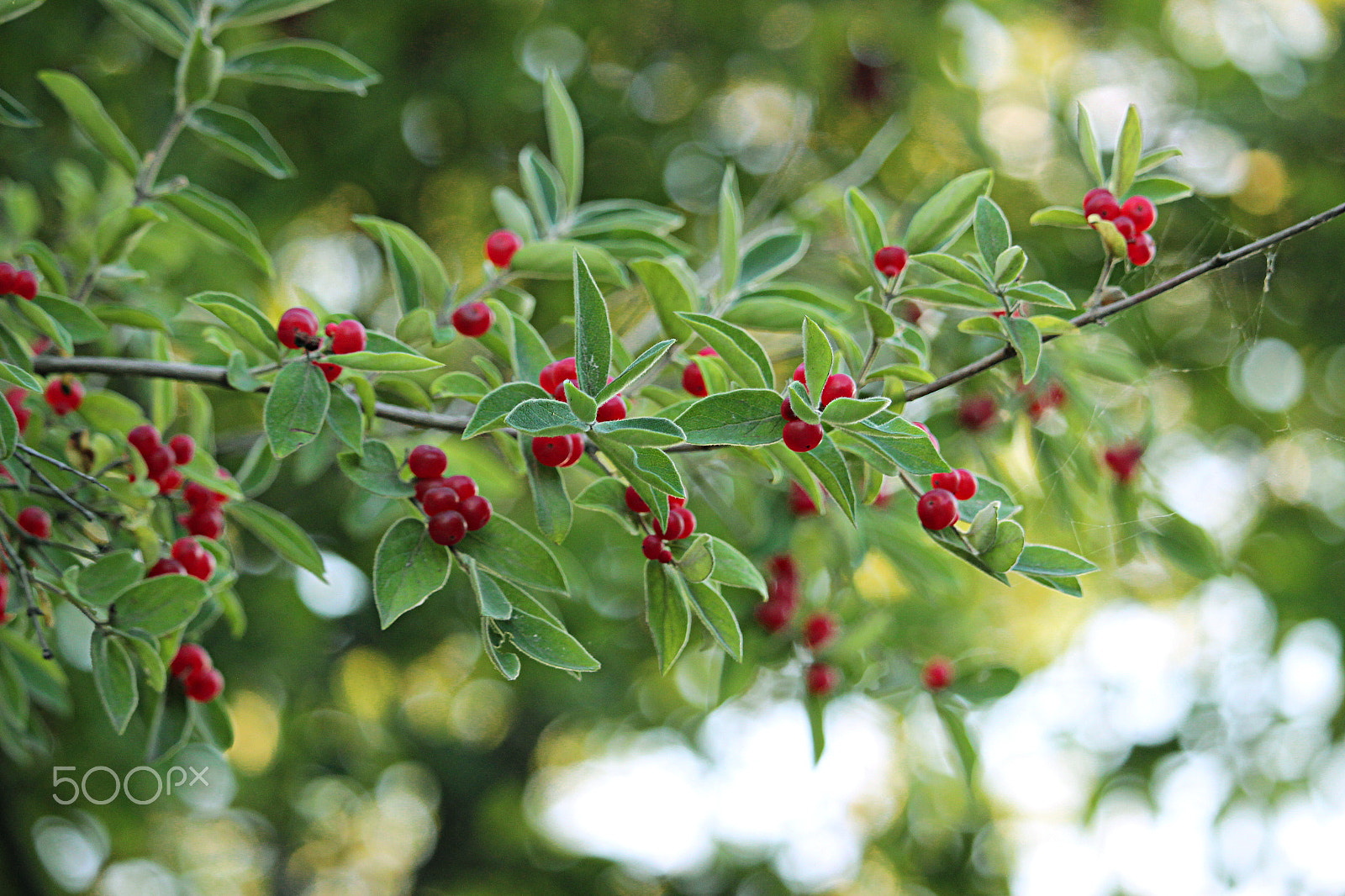 Canon EOS 600D (Rebel EOS T3i / EOS Kiss X5) + 55.0 - 250.0 mm sample photo. Wild red berries photography