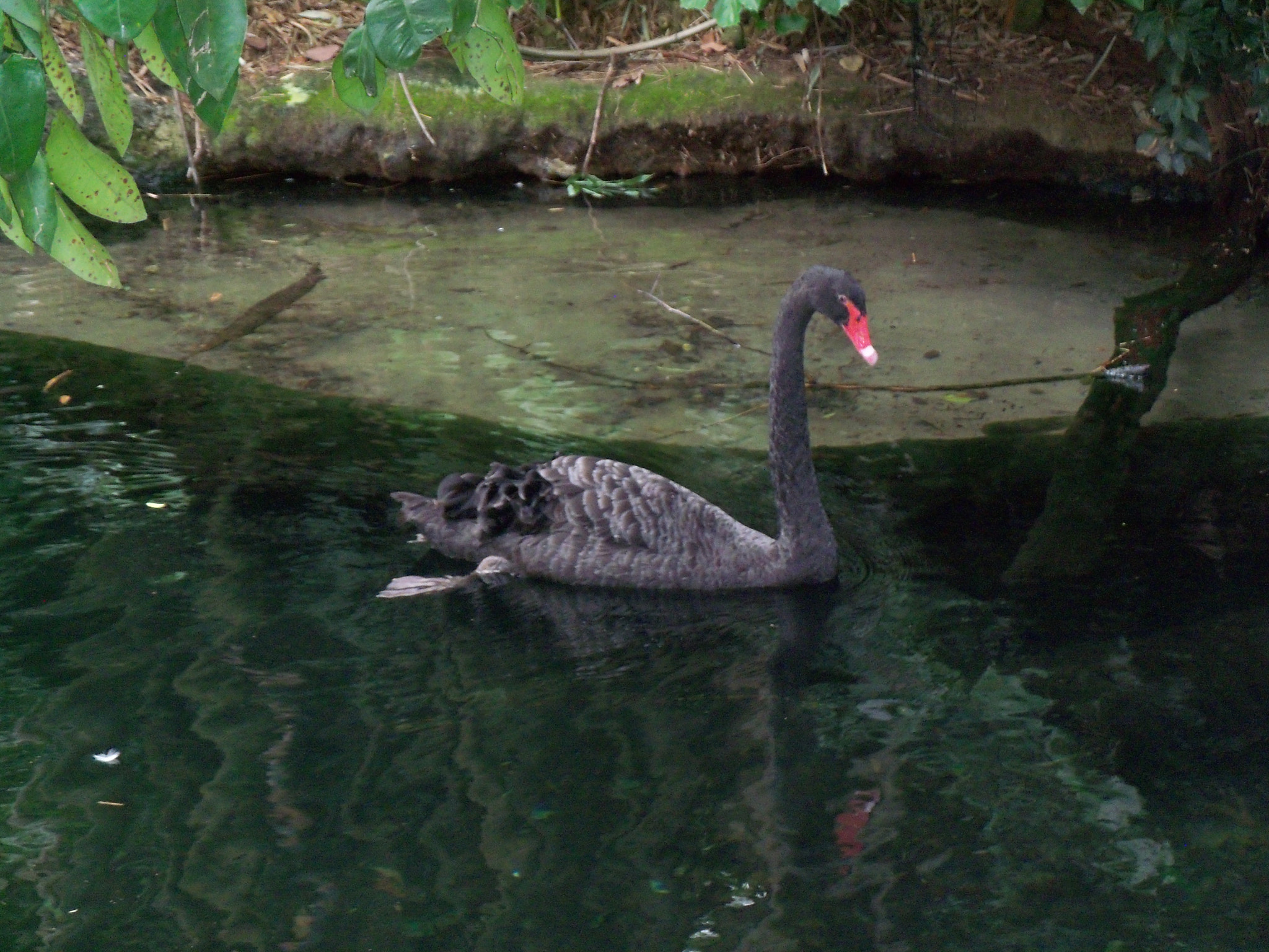 Kodak EASYSHARE M381 DIGITAL CAMERA sample photo. Blackswan photography