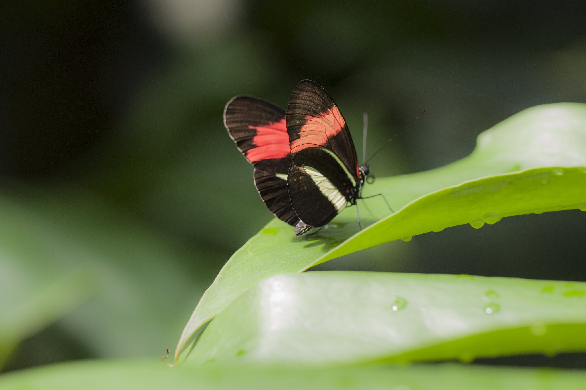 Canon EF 100mm F2.8L Macro IS USM sample photo. Butterfly photography