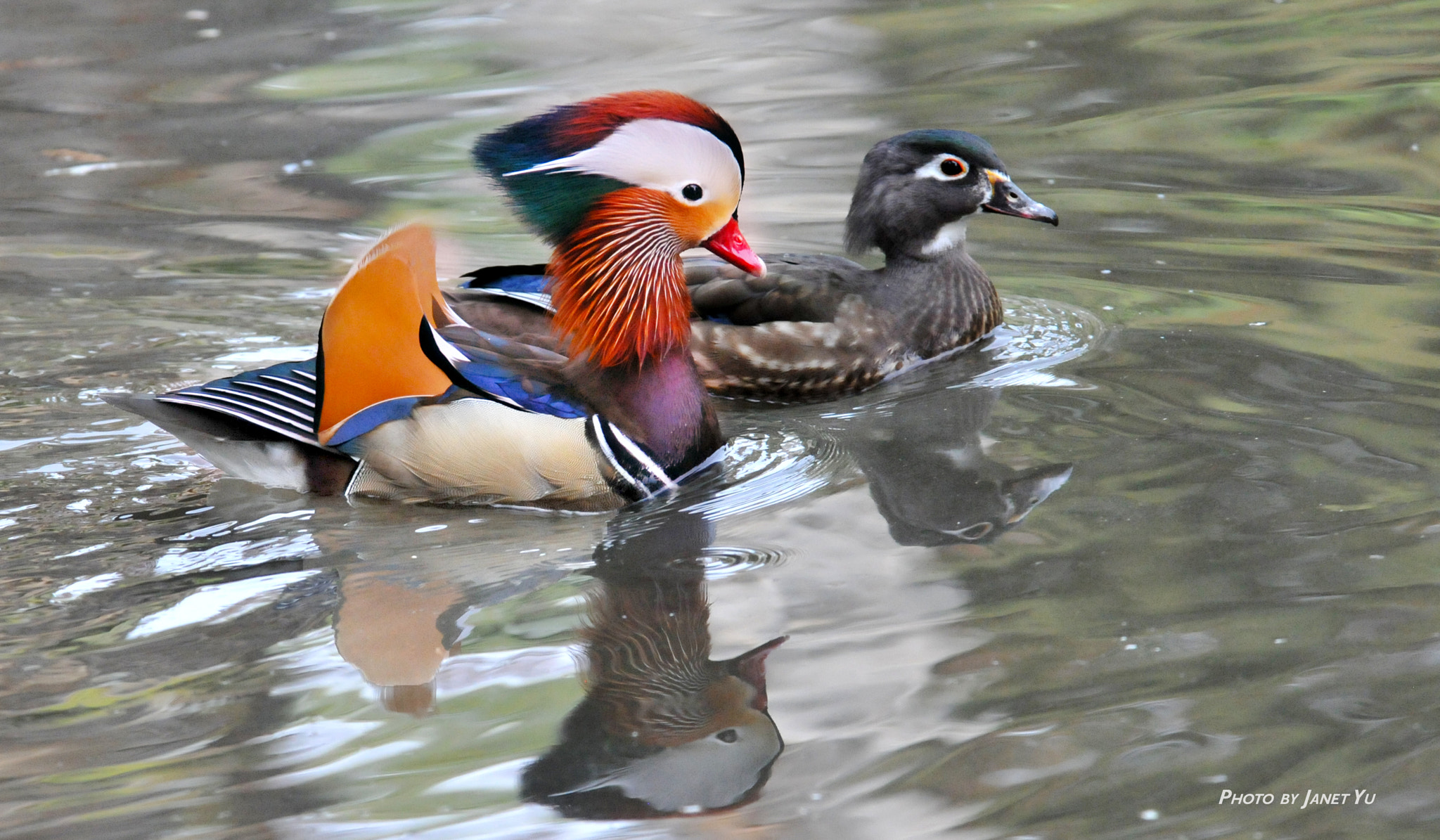 Nikon D300S sample photo. La arboretum wildlife photography