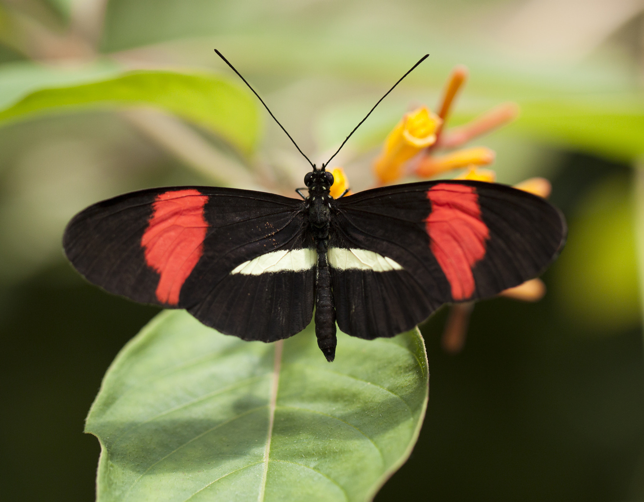 Canon EF 100mm F2.8L Macro IS USM sample photo. Butterfly photography