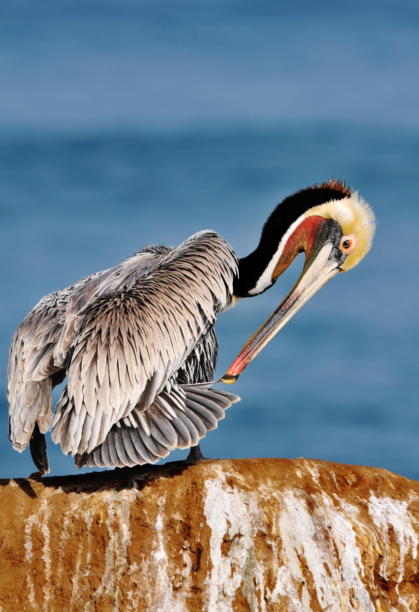 Nikon D300S sample photo. Pelican grooming at la habra photography