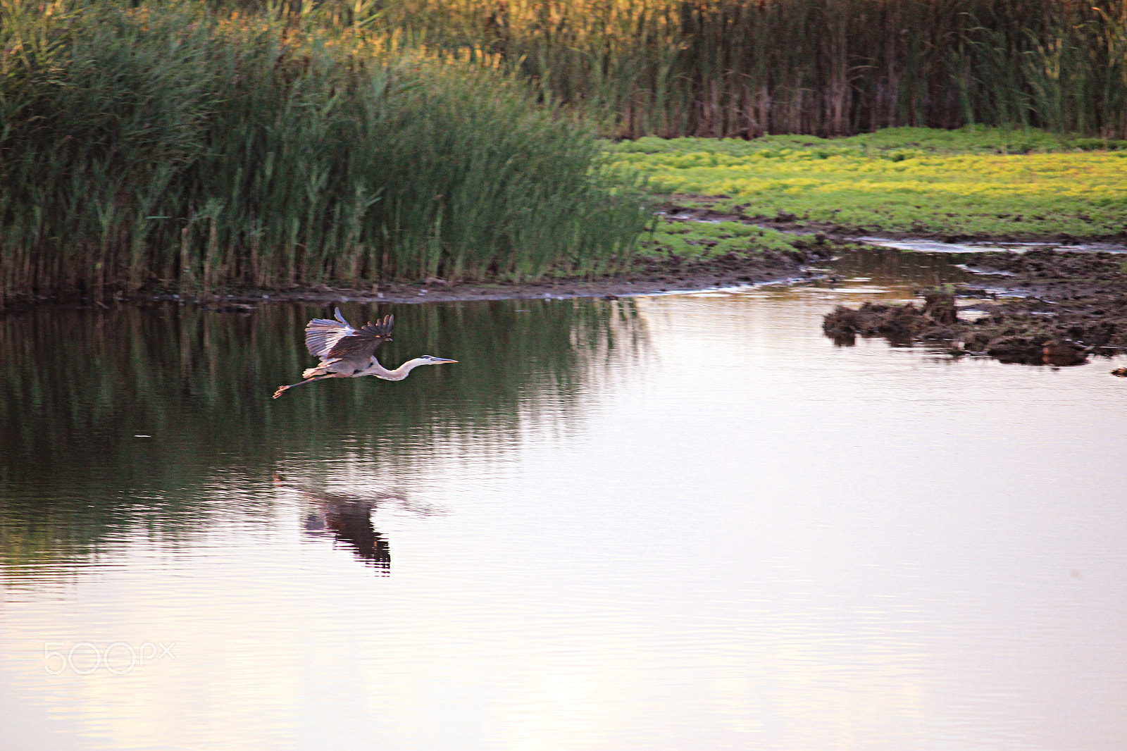 Canon EOS 600D (Rebel EOS T3i / EOS Kiss X5) + 55.0 - 250.0 mm sample photo. Blue heron landing photography