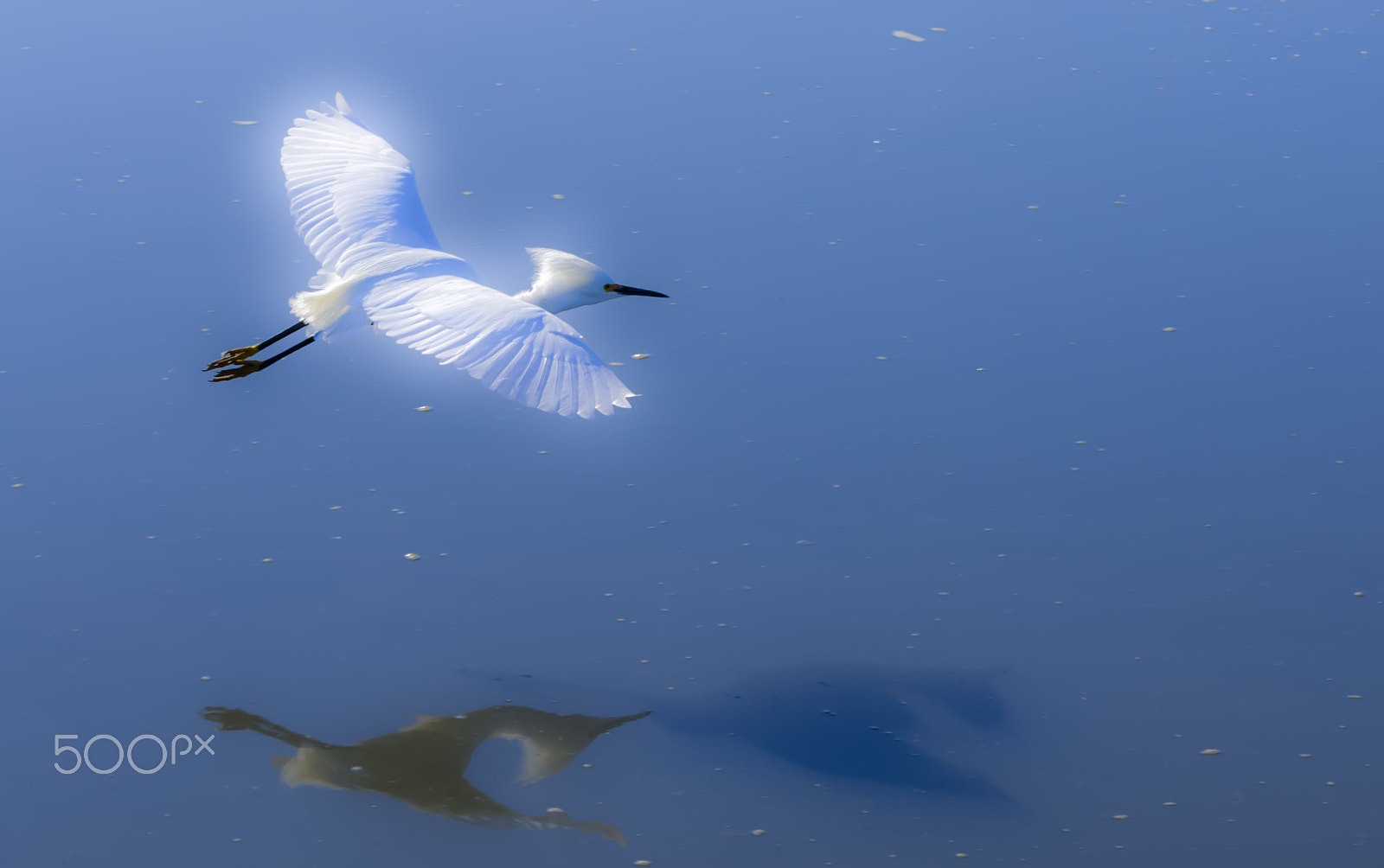 HD Pentax DA 55-300mm F4.0-5.8 ED WR sample photo. Great egret!! photography