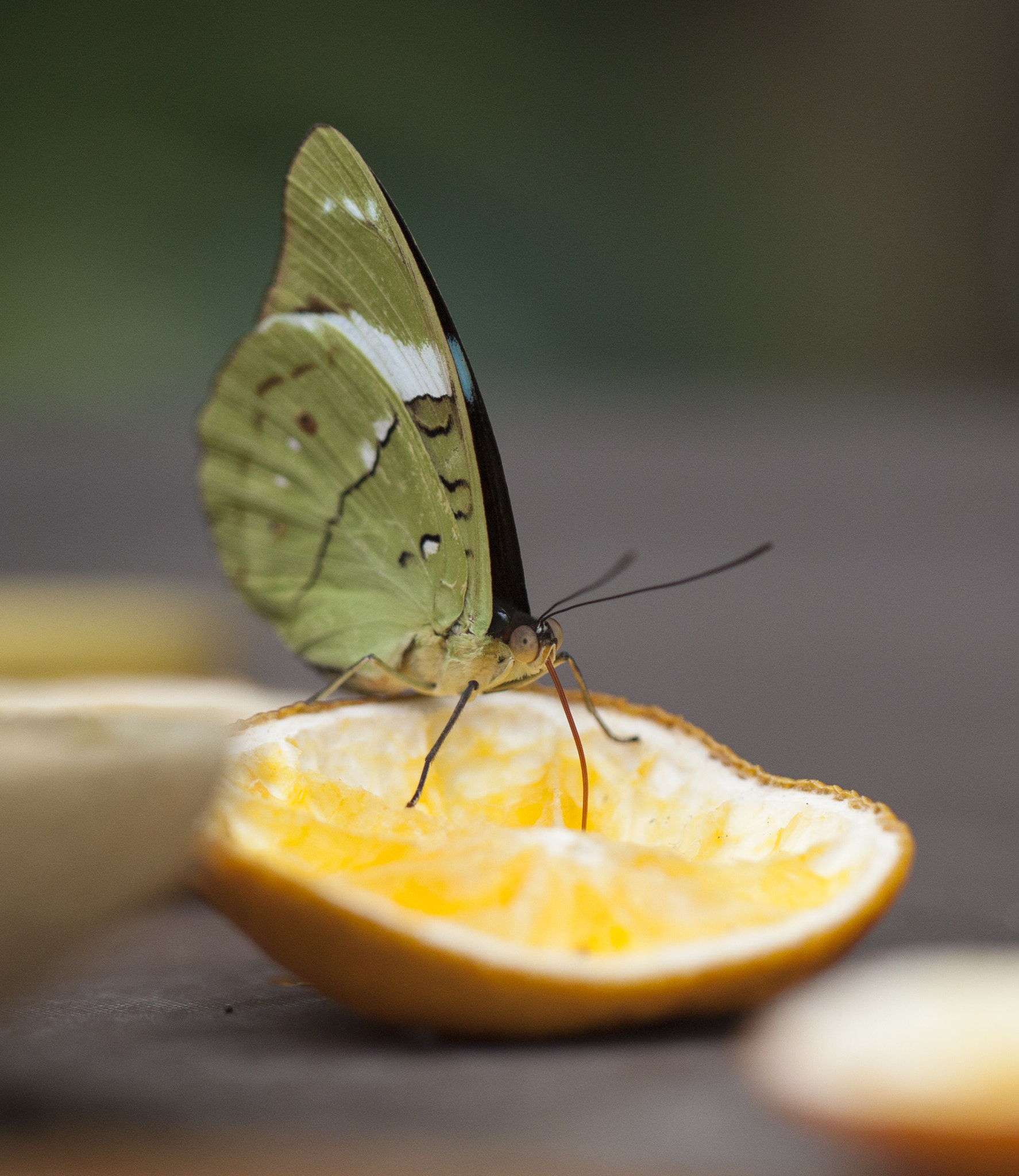Canon EF 100mm F2.8L Macro IS USM sample photo. Making orange juice photography