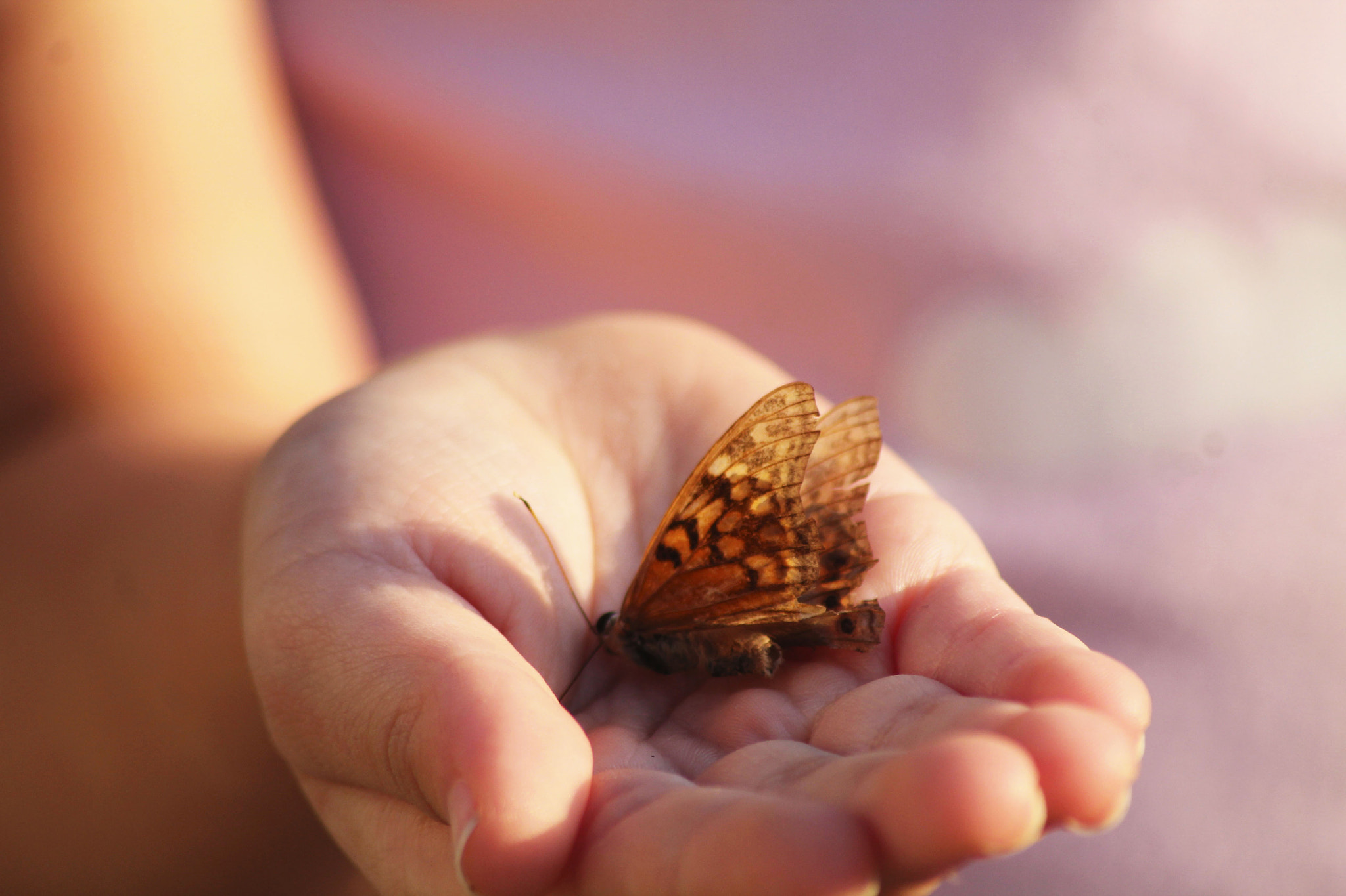 Canon EOS 1100D (EOS Rebel T3 / EOS Kiss X50) sample photo. Tiny hands, big heart photography