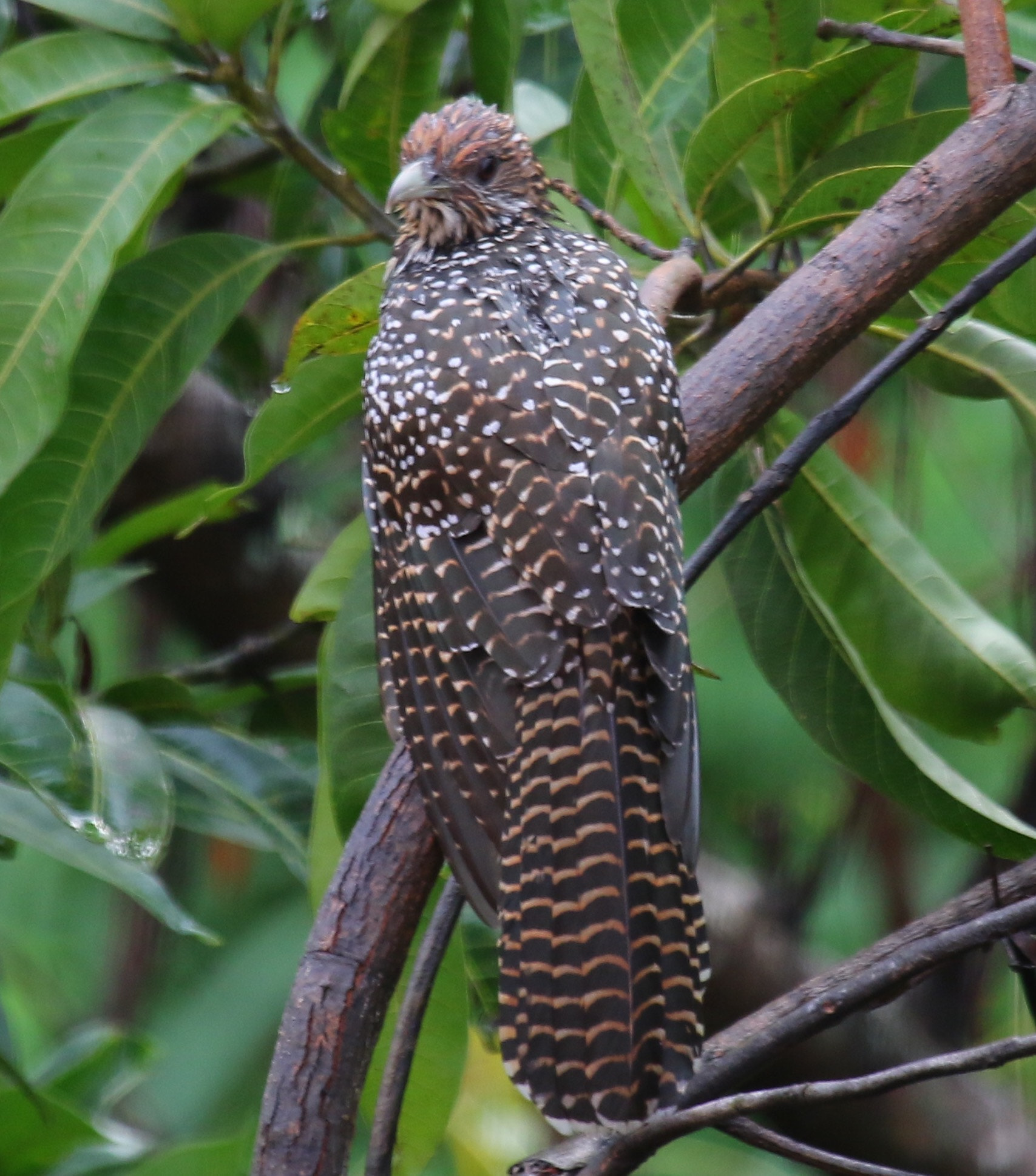 Canon EF 100-400mm F4.5-5.6L IS USM sample photo